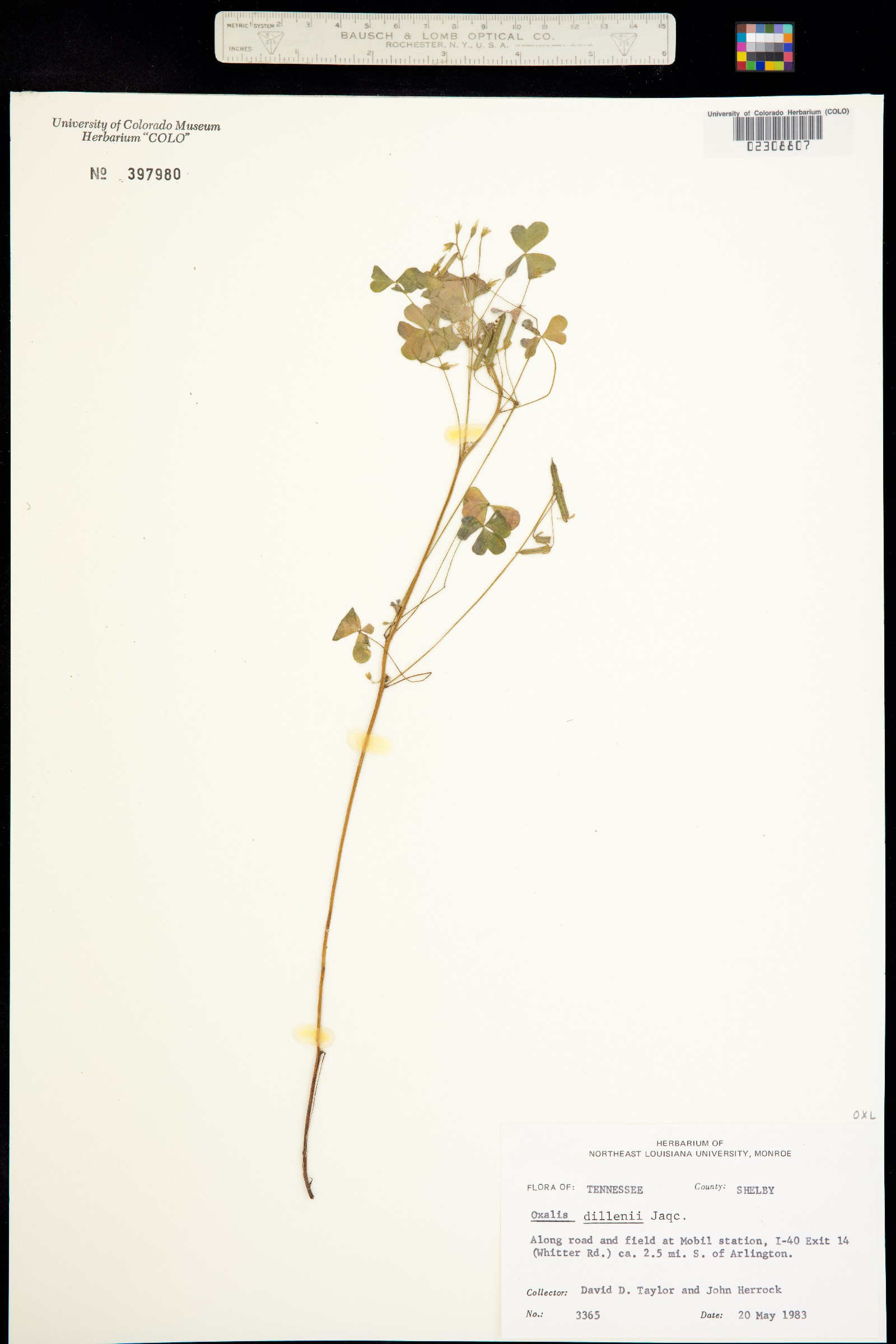 Oxalis dillenii image