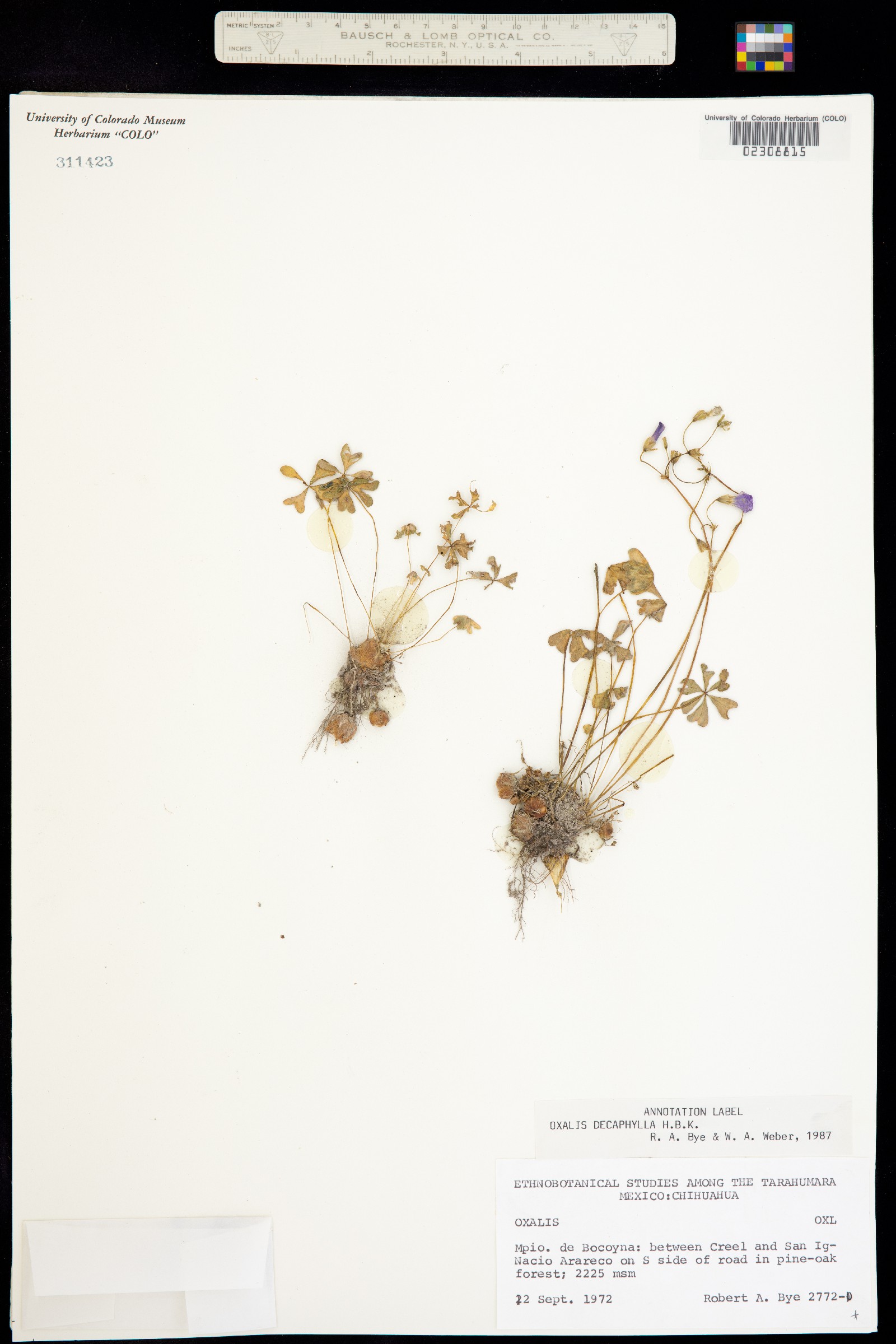 Oxalis decaphylla image
