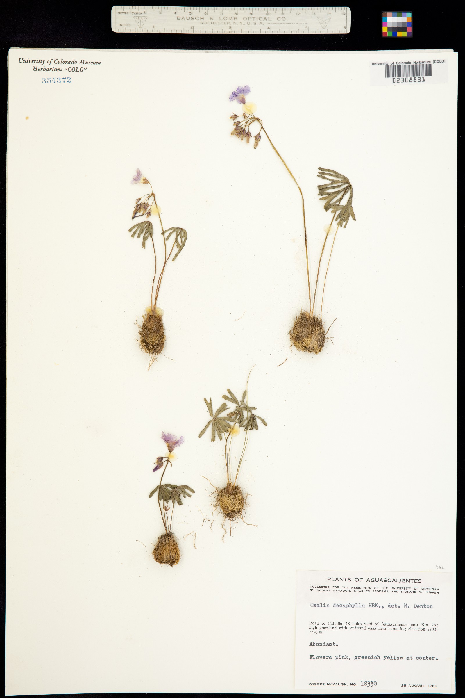 Oxalis decaphylla image