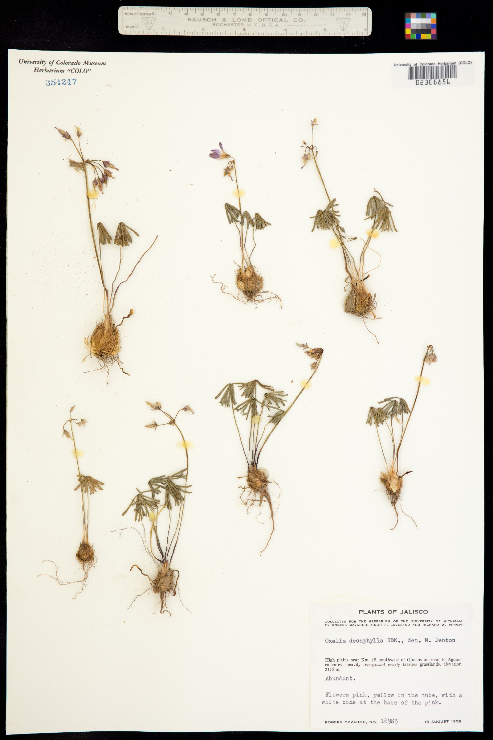 Oxalis decaphylla image