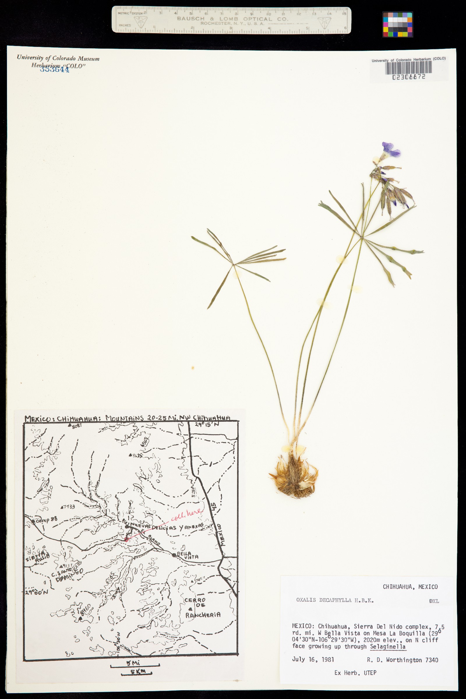 Oxalis decaphylla image