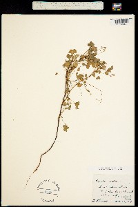 Image of Oxalis corniculata