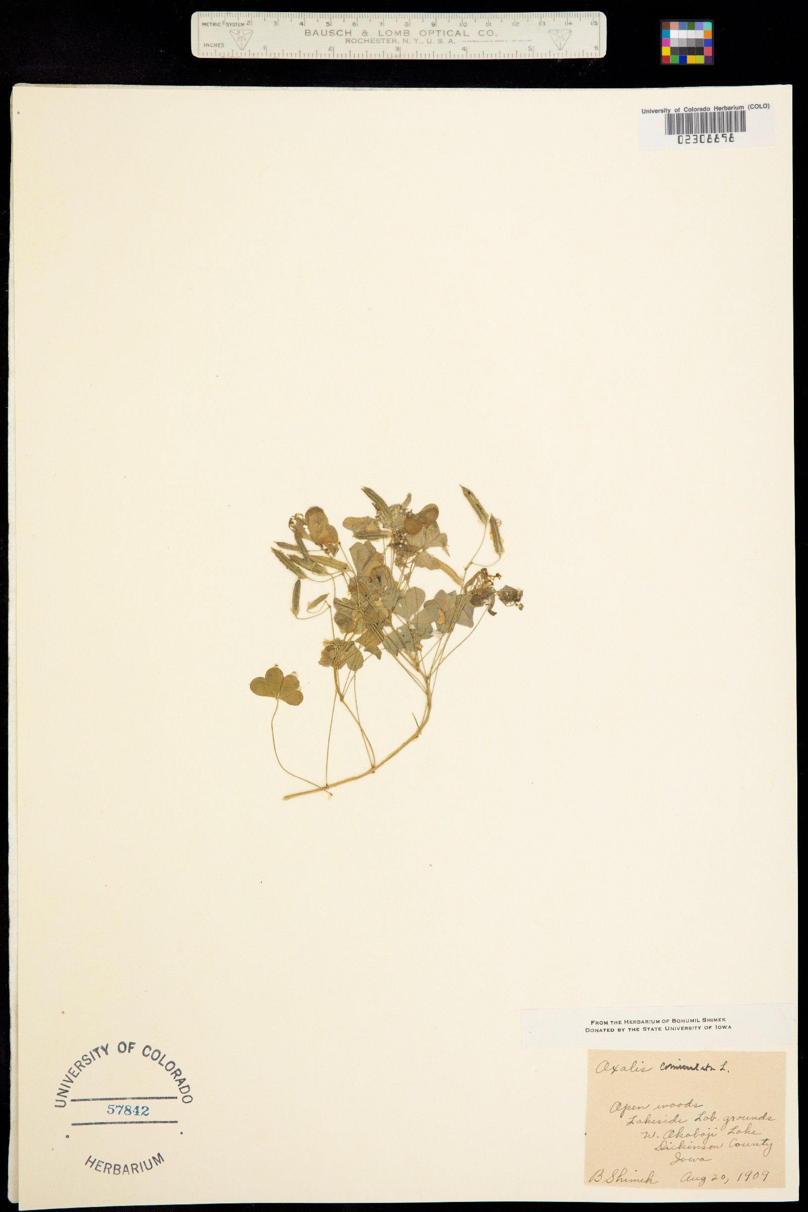 Oxalis corniculata image