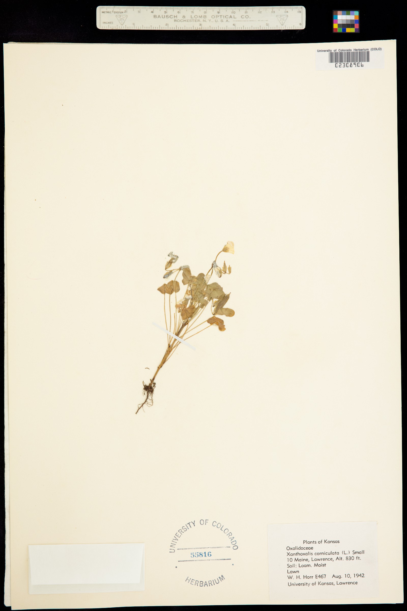 Oxalis corniculata image