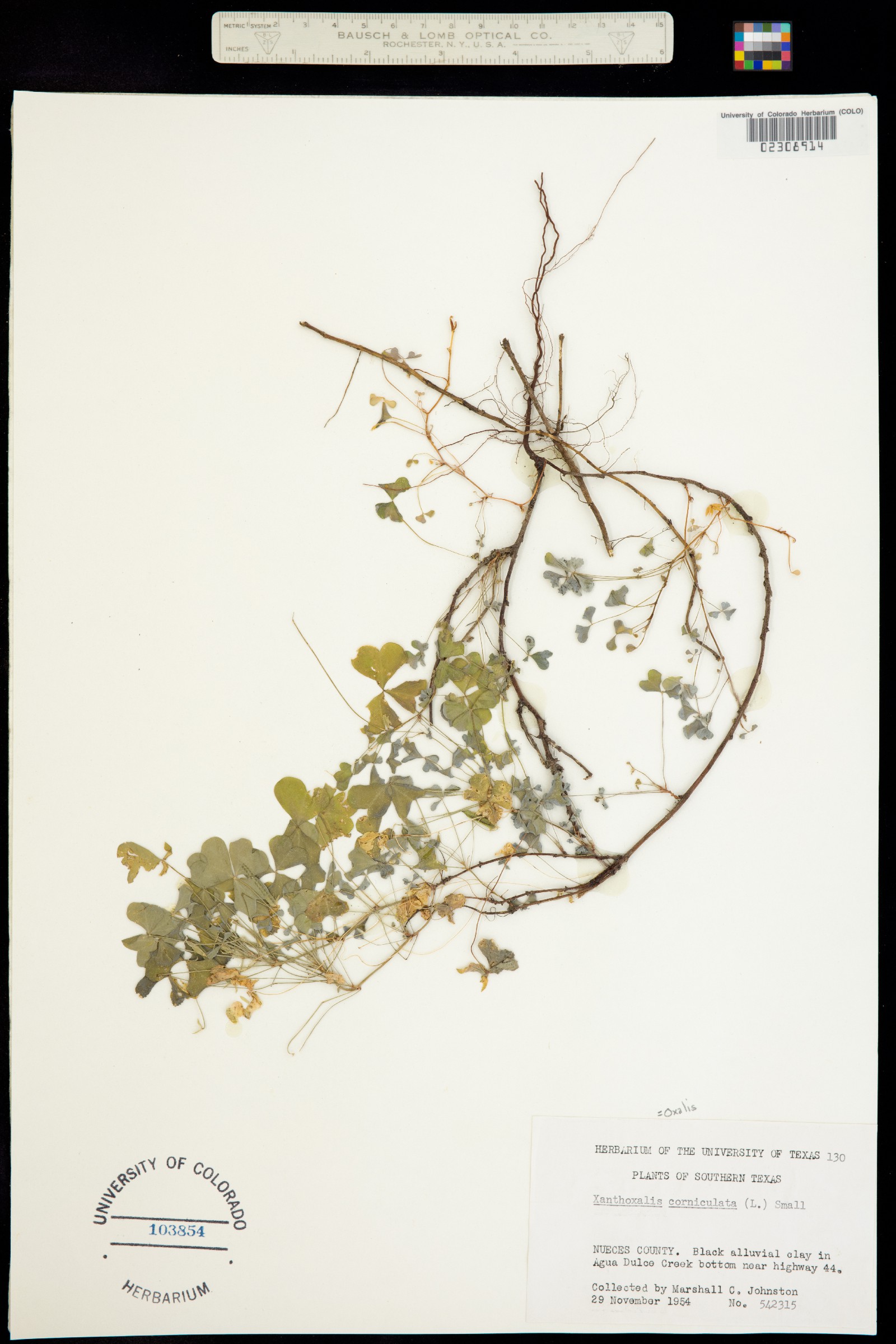 Oxalis corniculata image