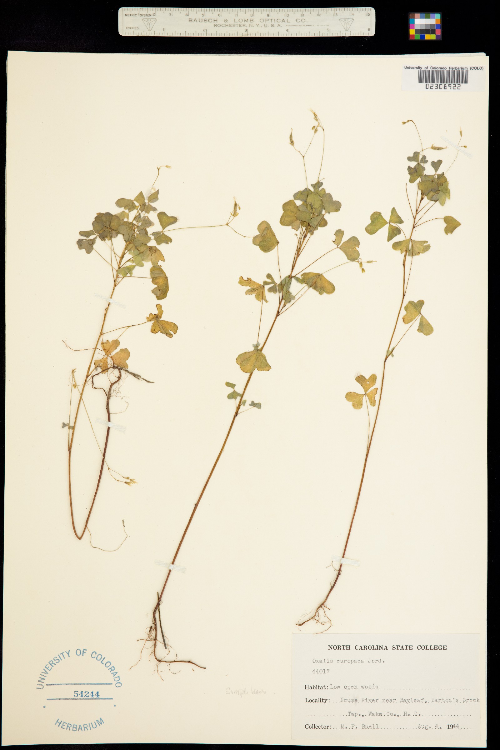 Oxalis corniculata image