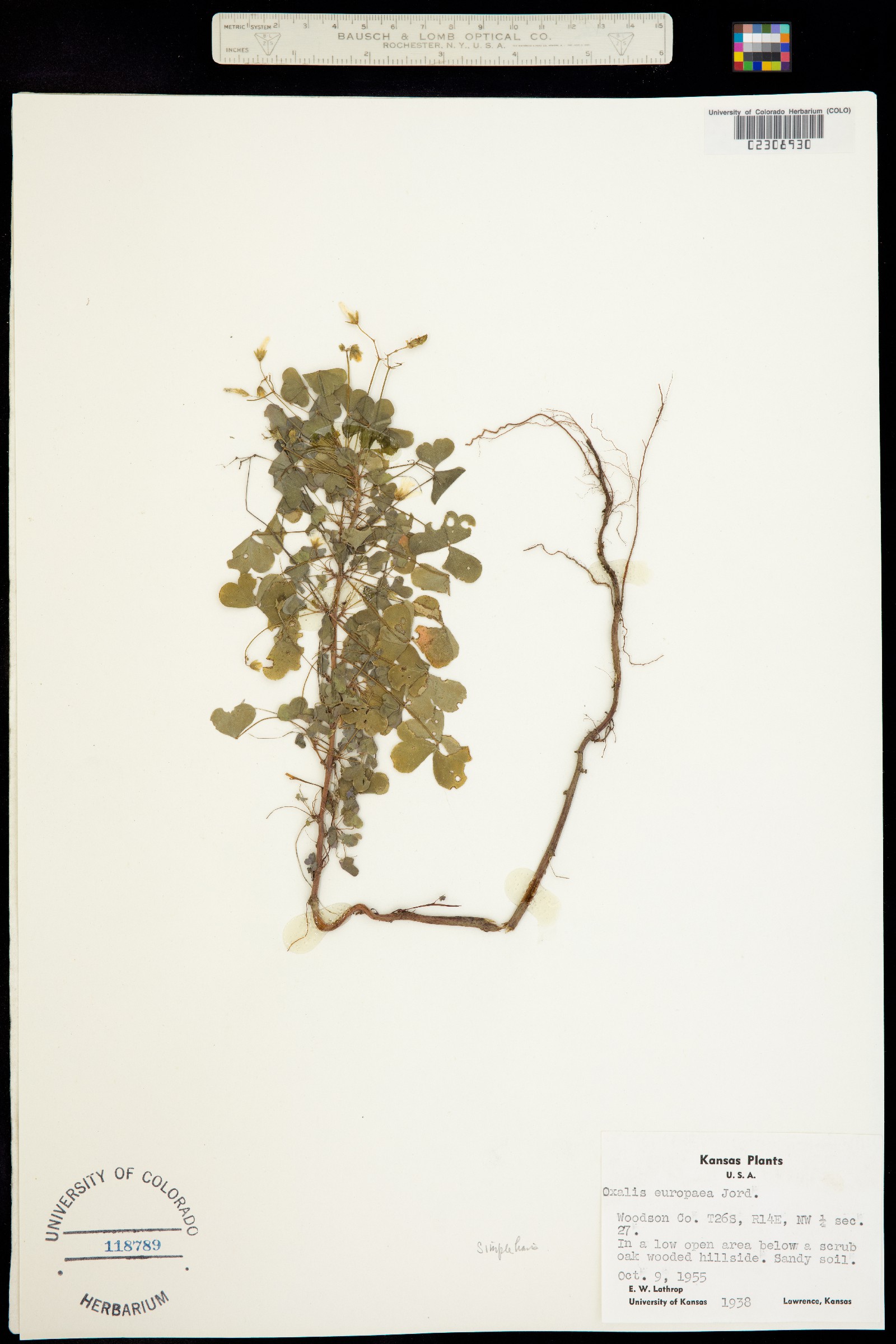 Oxalis corniculata image