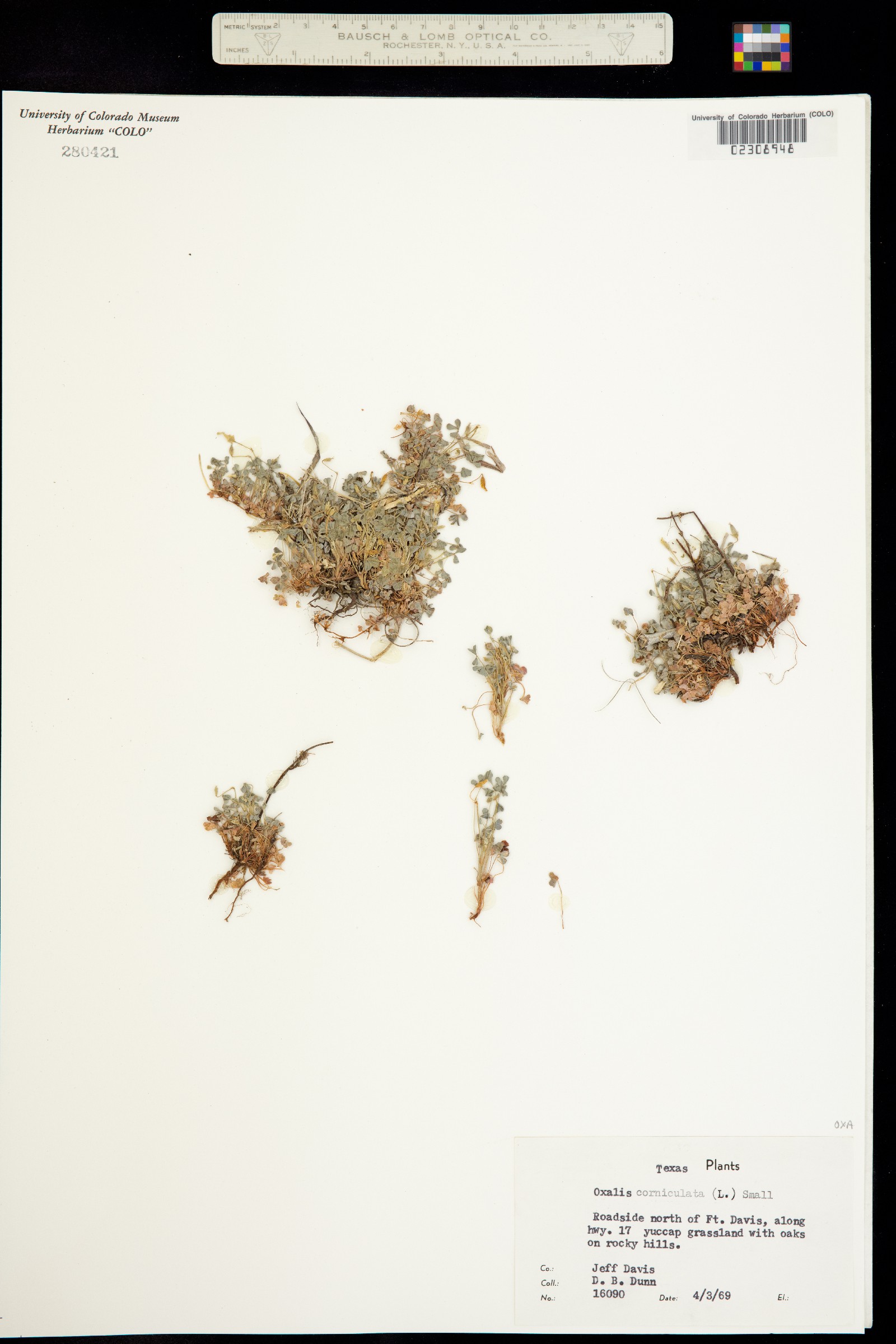Oxalis corniculata image