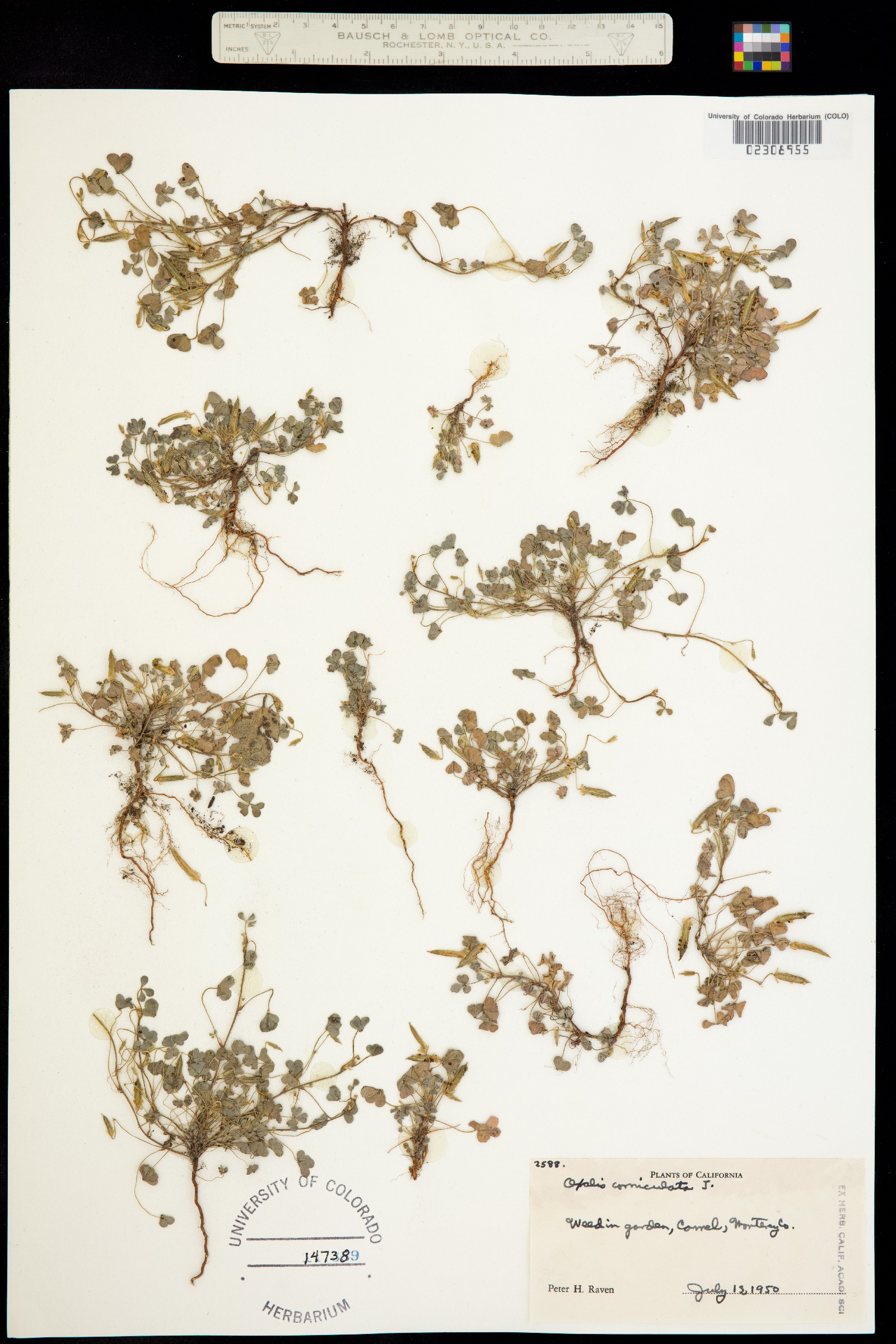 Oxalis corniculata image