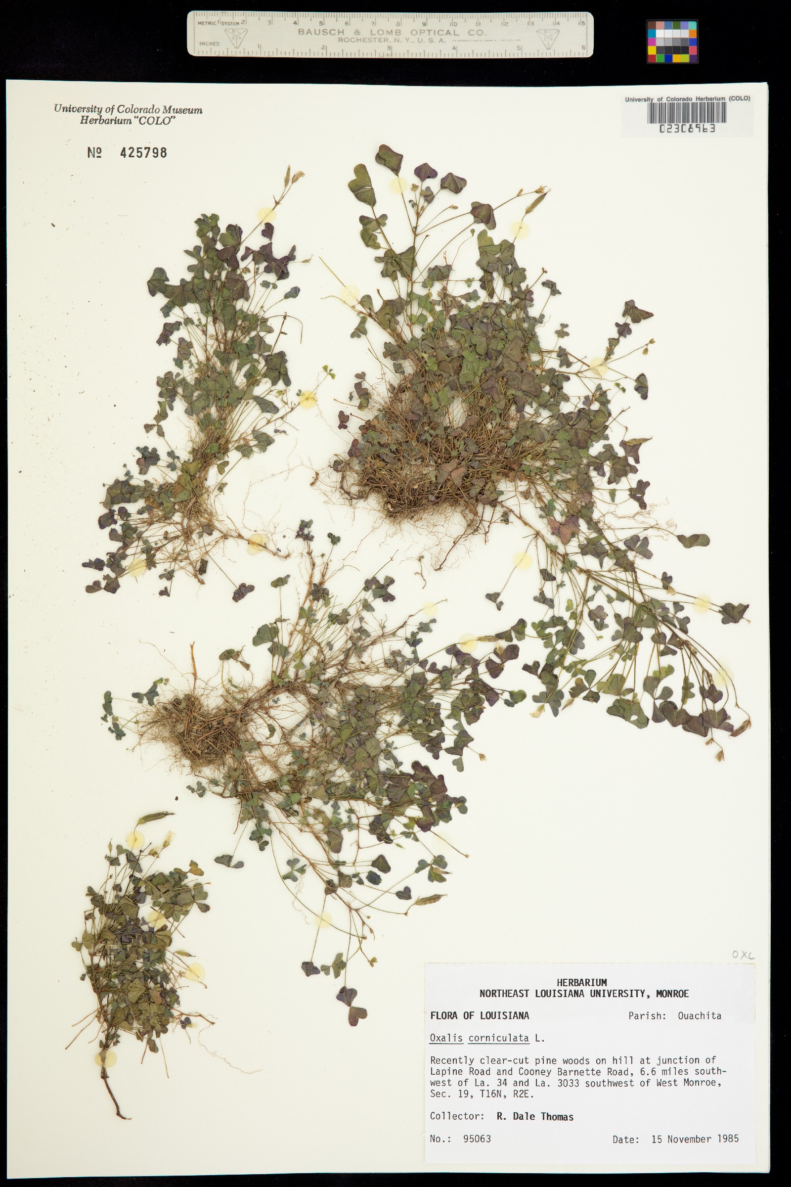 Oxalis corniculata image