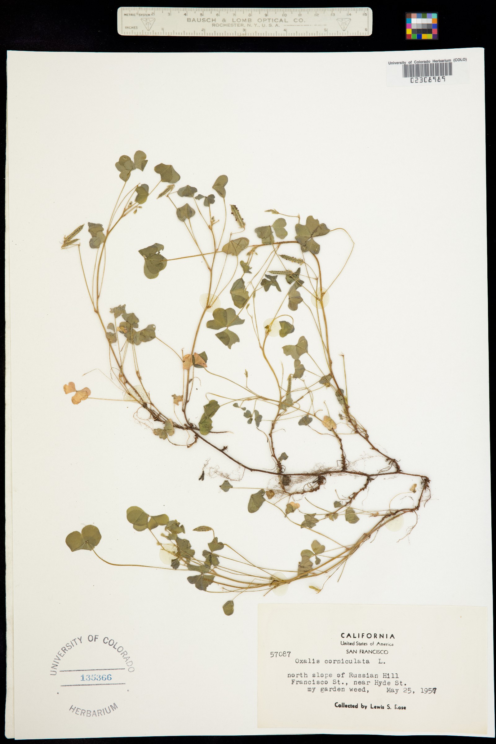 Oxalis corniculata image