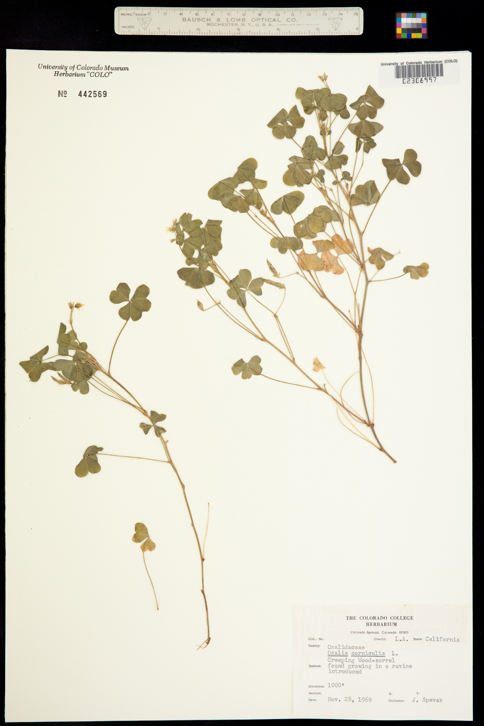 Oxalis corniculata image