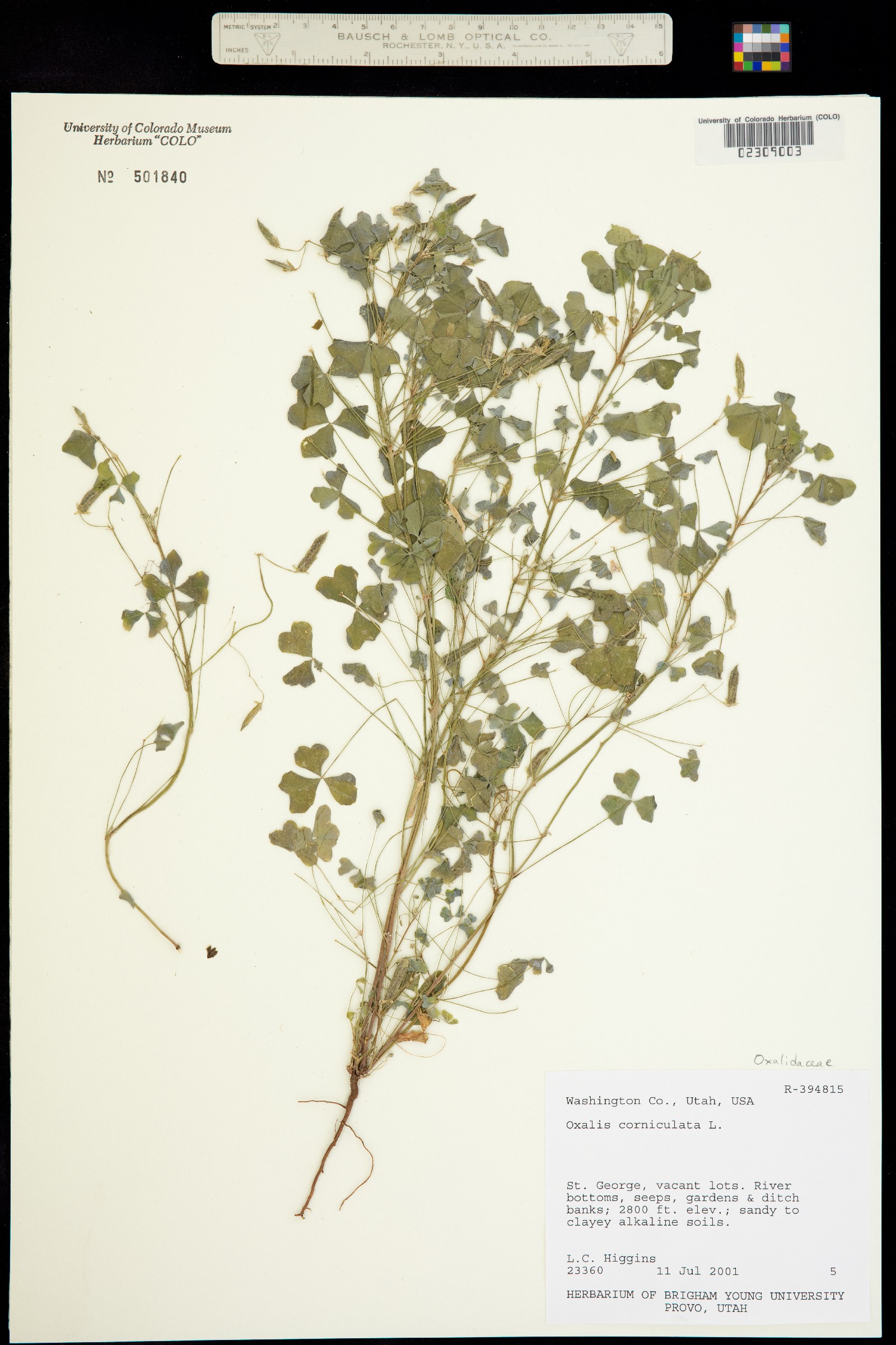 Oxalis corniculata image