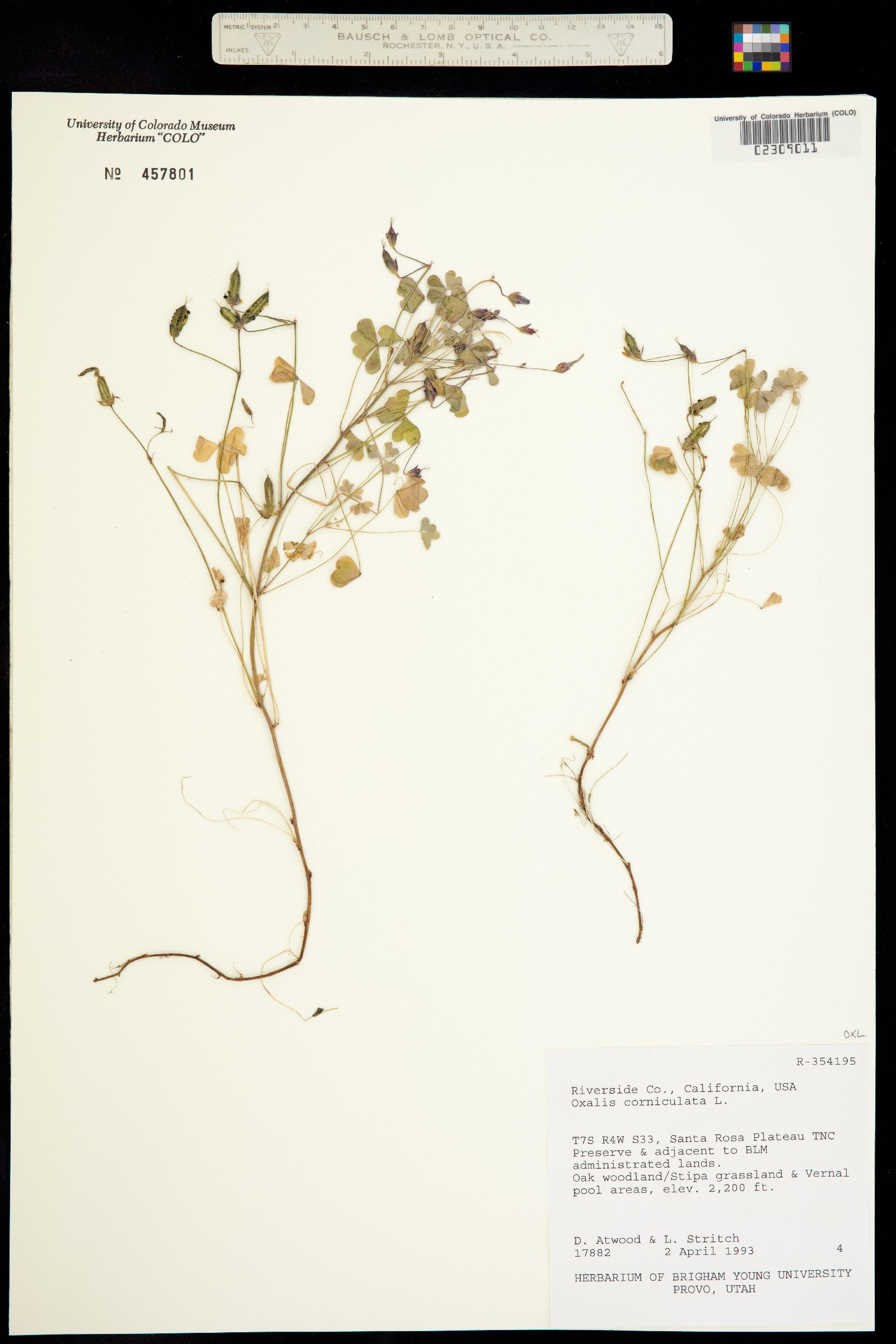 Oxalis corniculata image