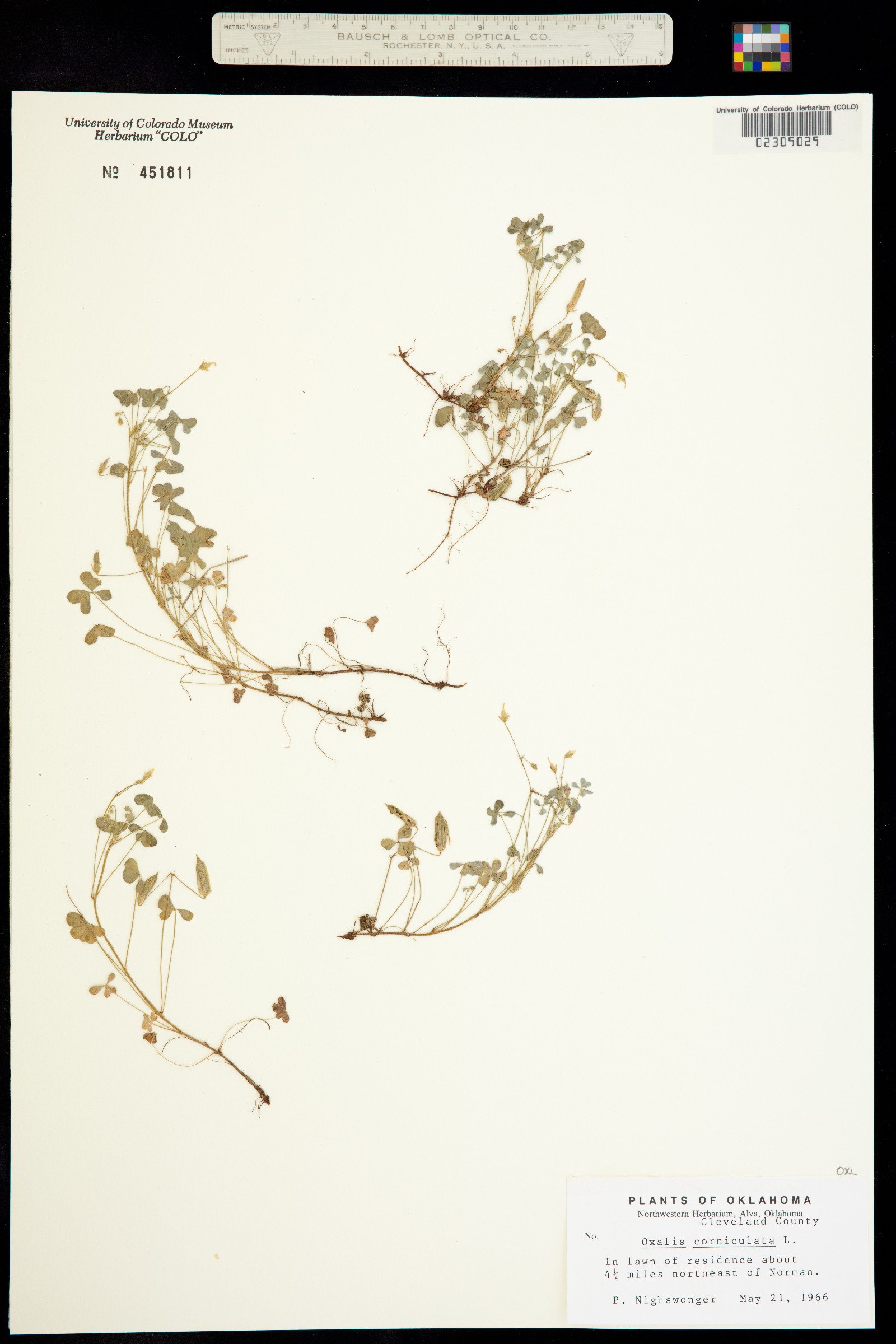 Oxalis corniculata image
