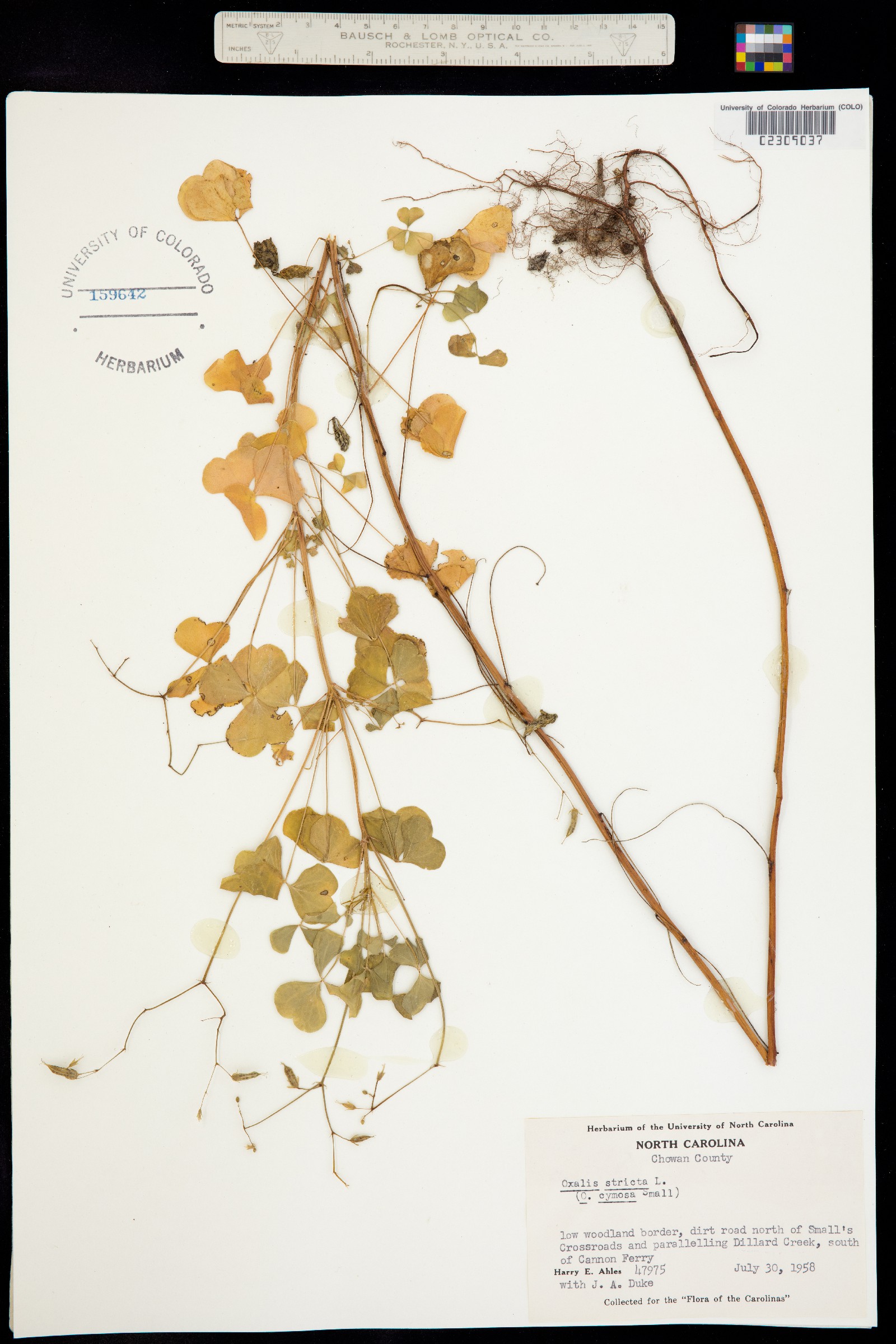 Oxalis stricta image