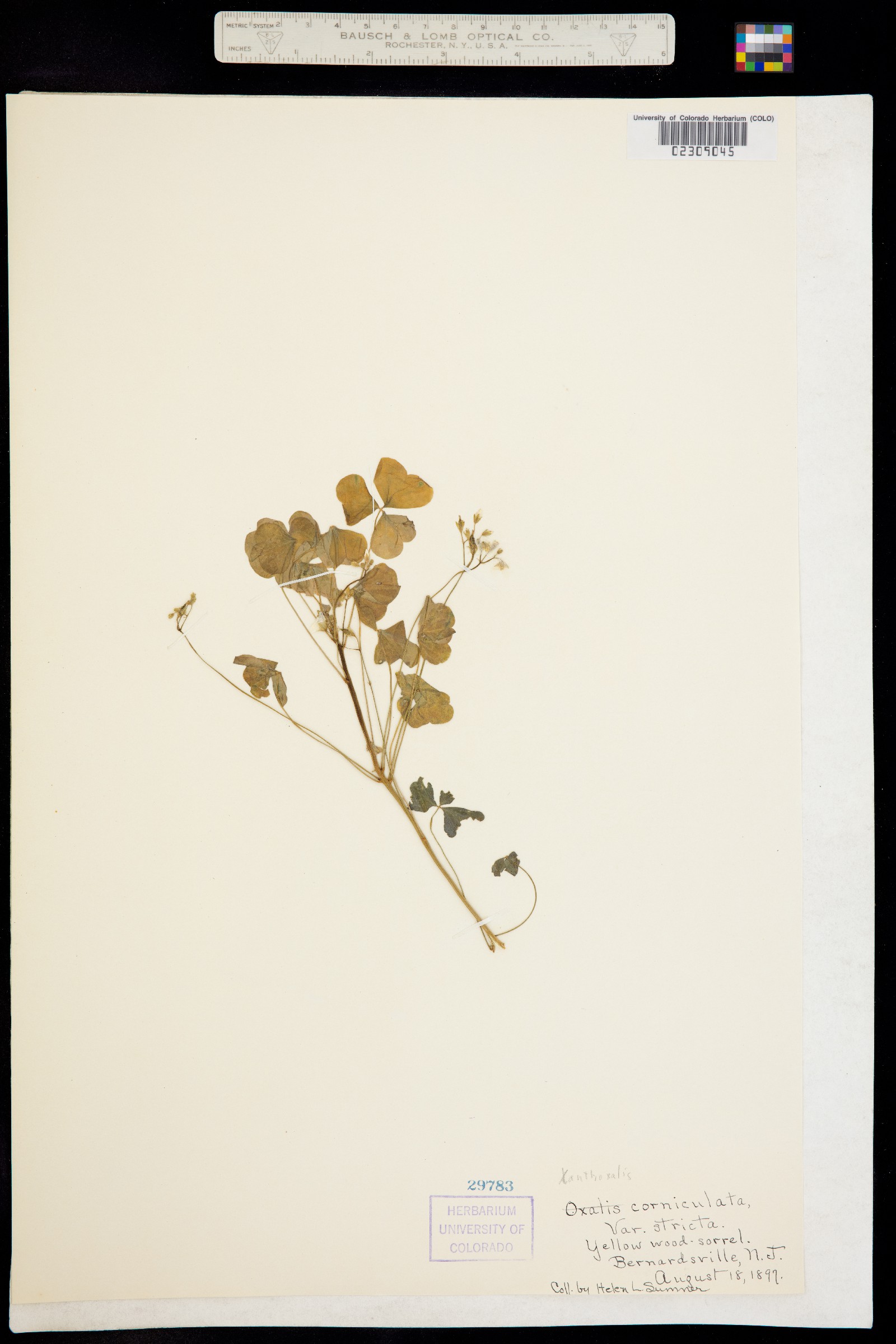 Oxalis stricta image