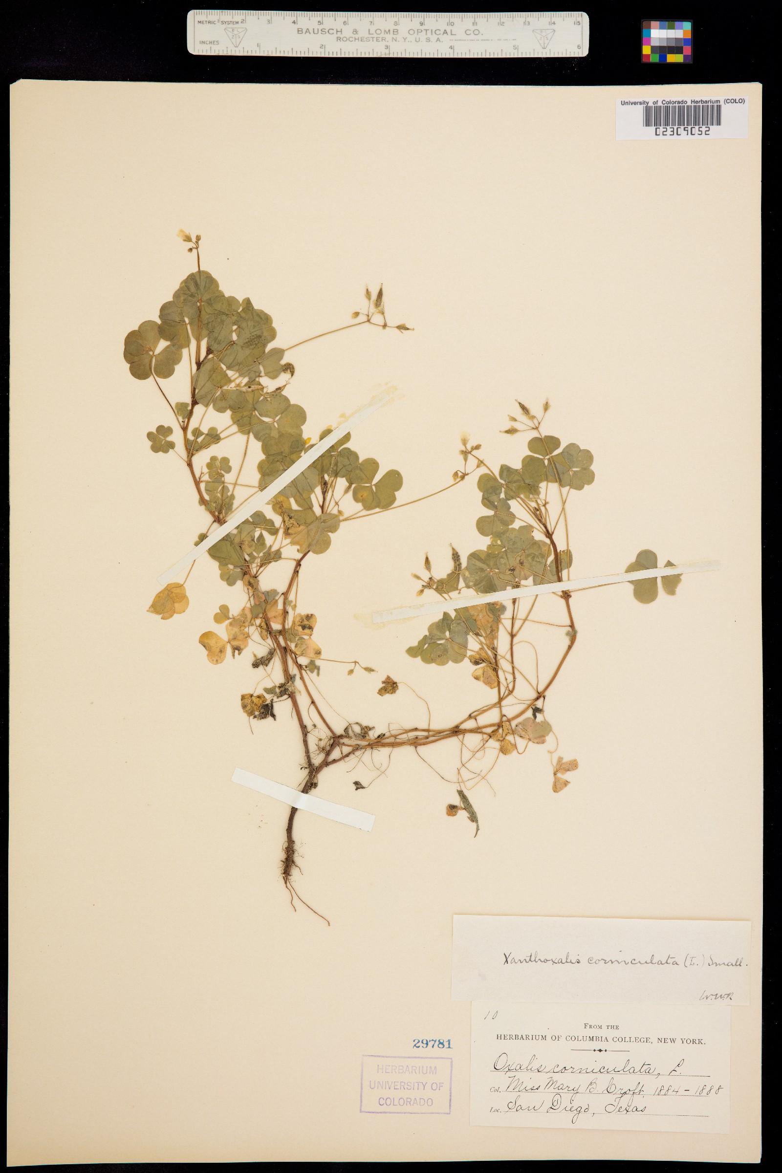 Oxalis stricta image