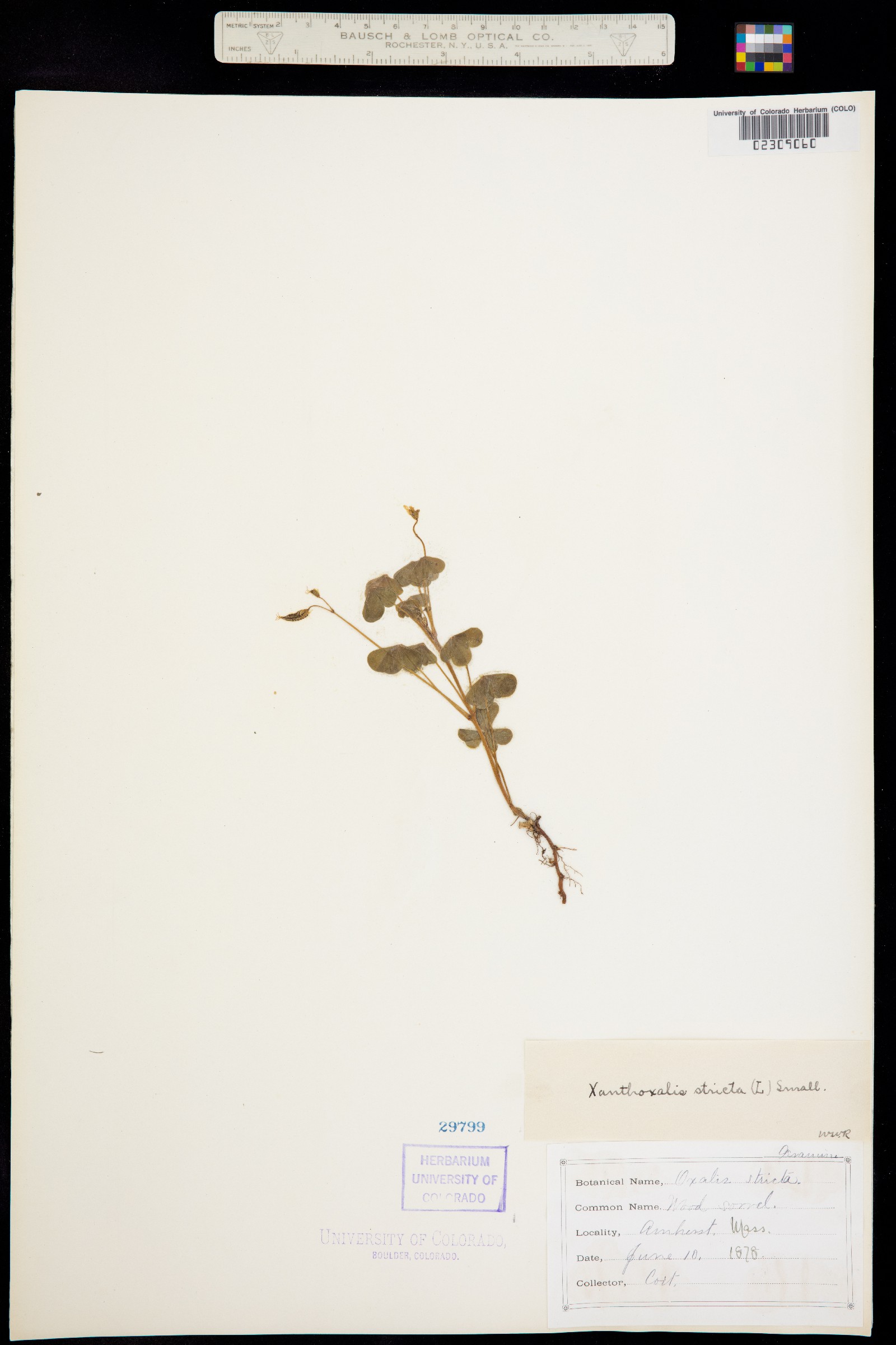 Oxalis stricta image