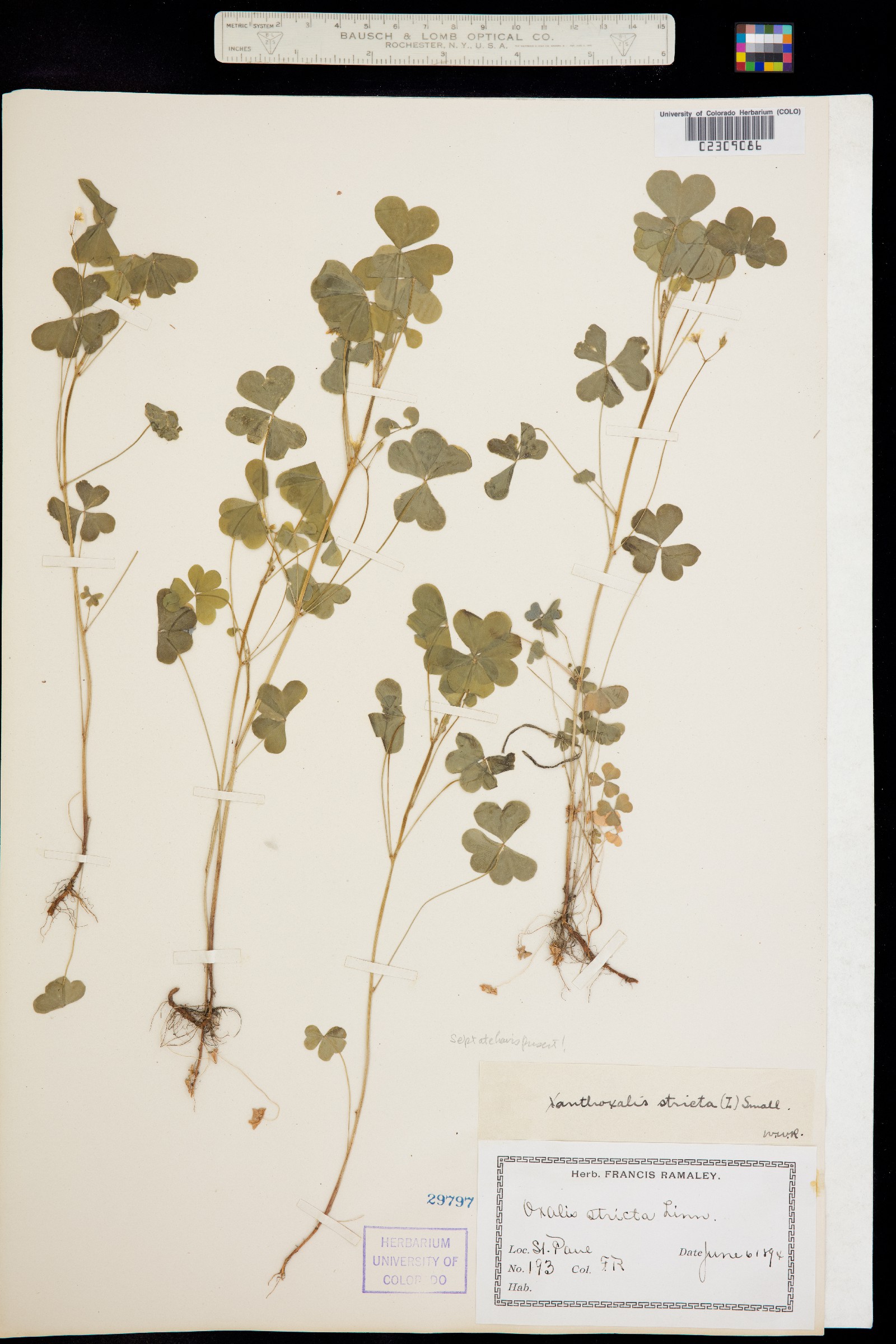 Oxalis stricta image