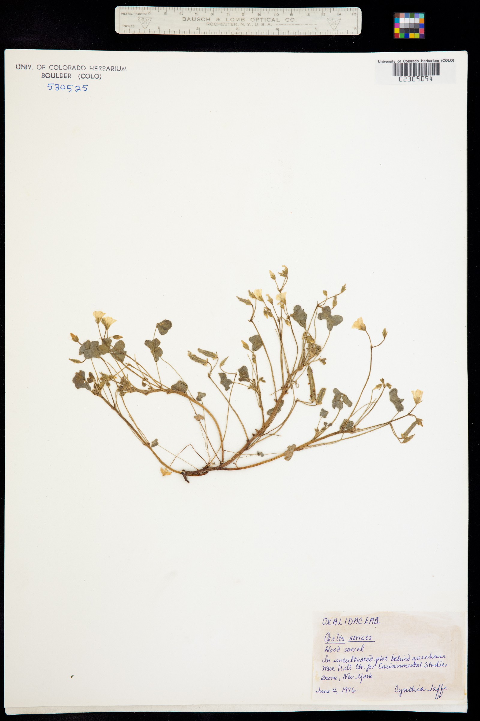 Oxalis stricta image