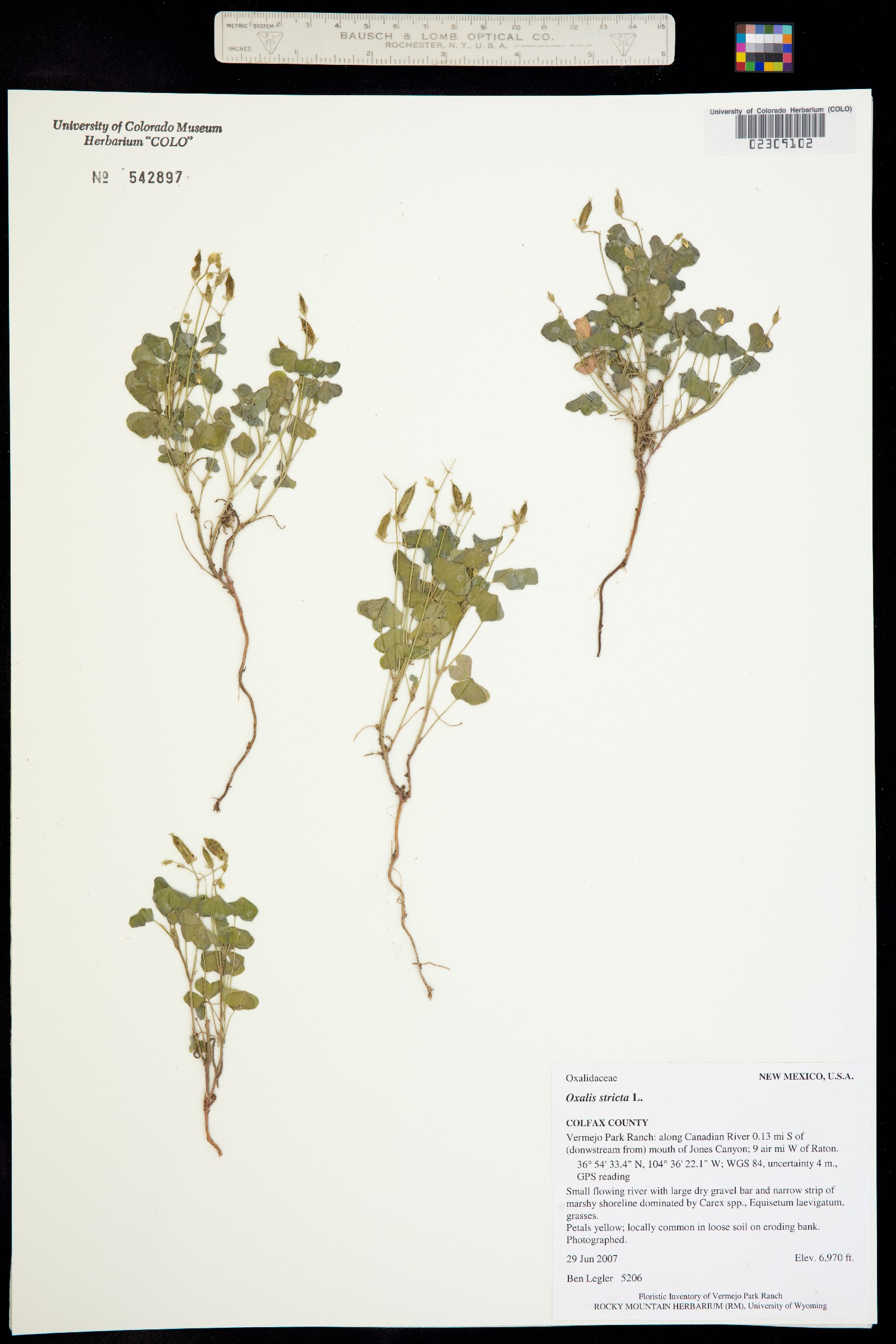 Oxalis stricta image