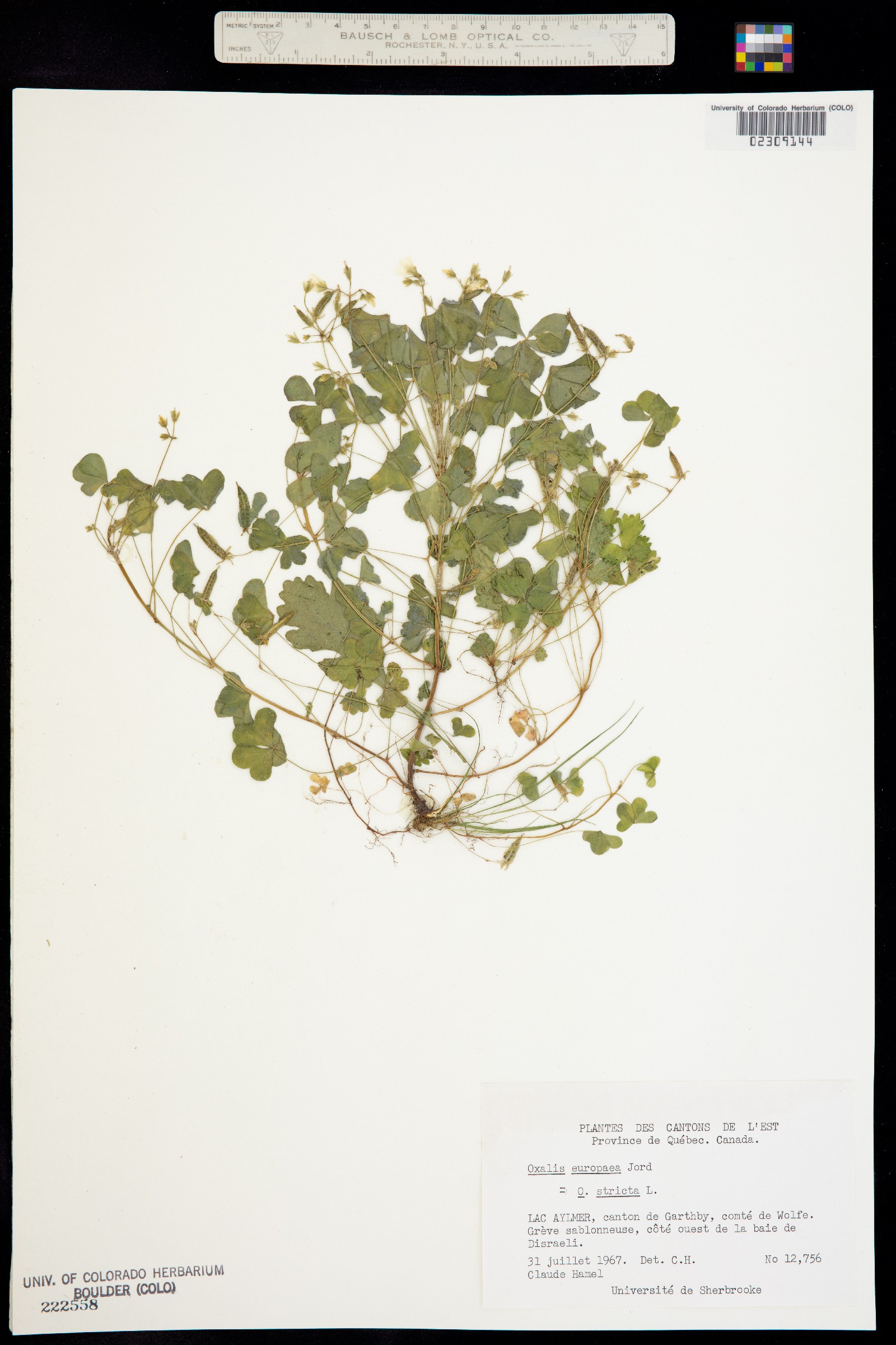 Oxalis stricta image