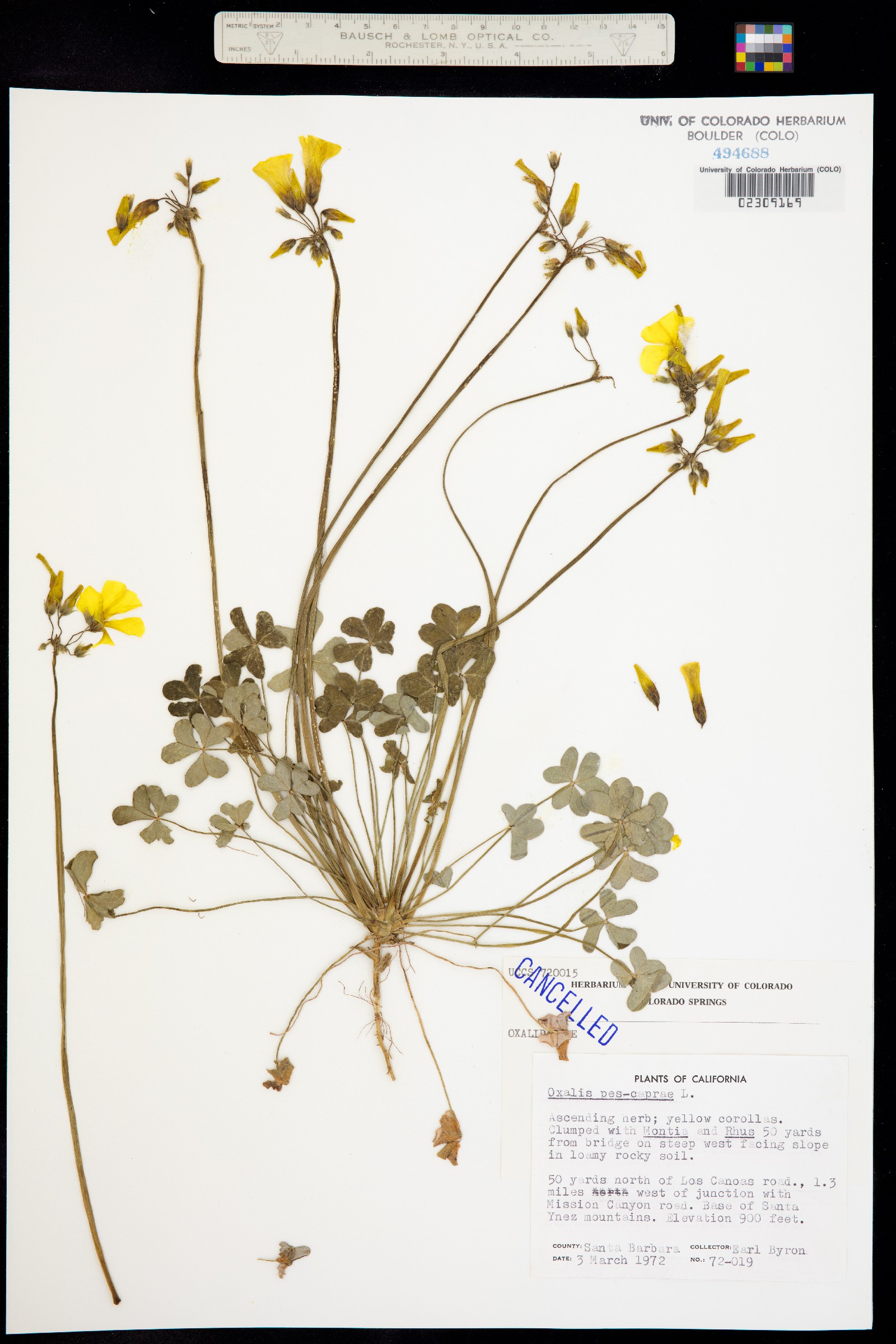 Oxalis pes-caprae image