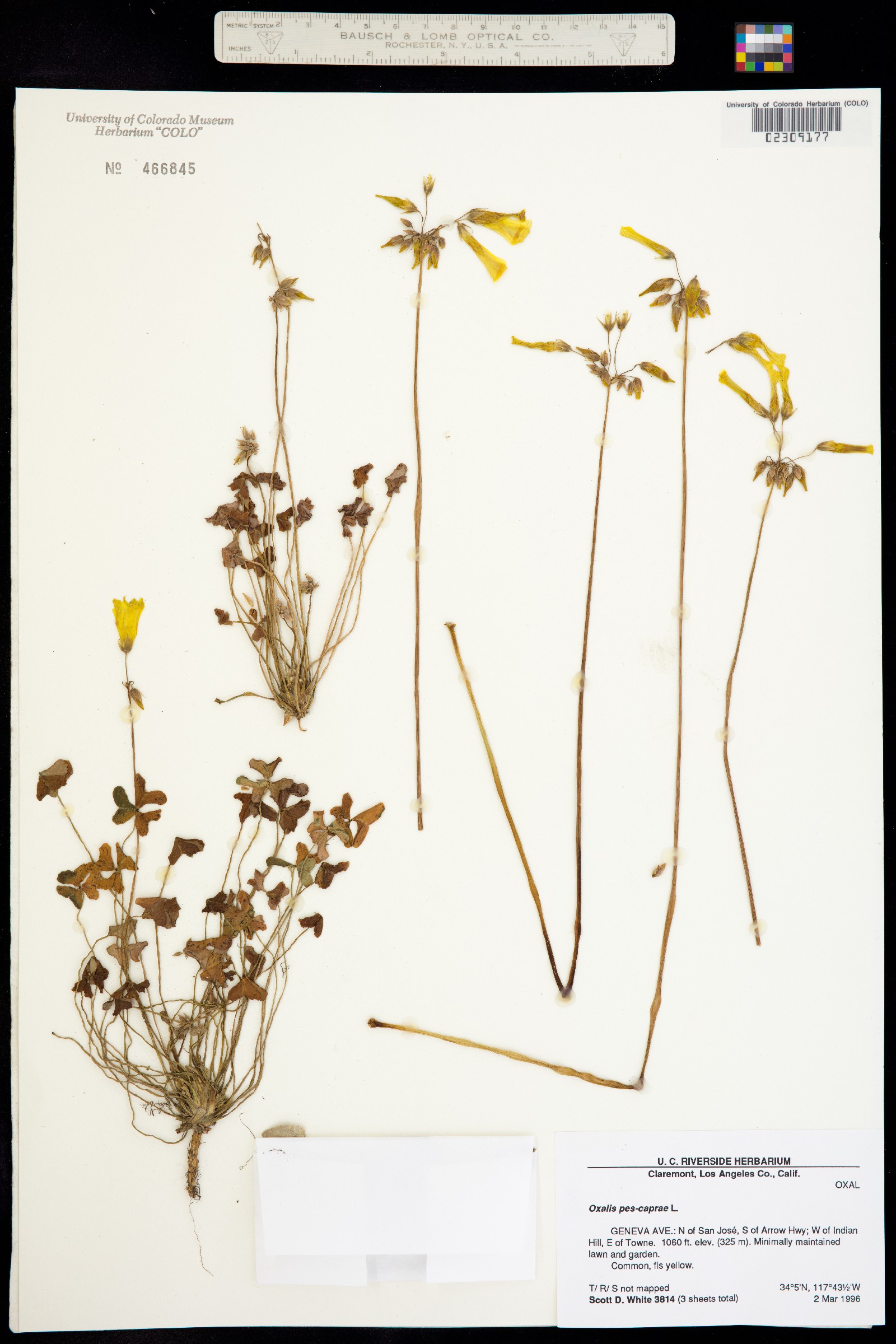 Oxalis pes-caprae image