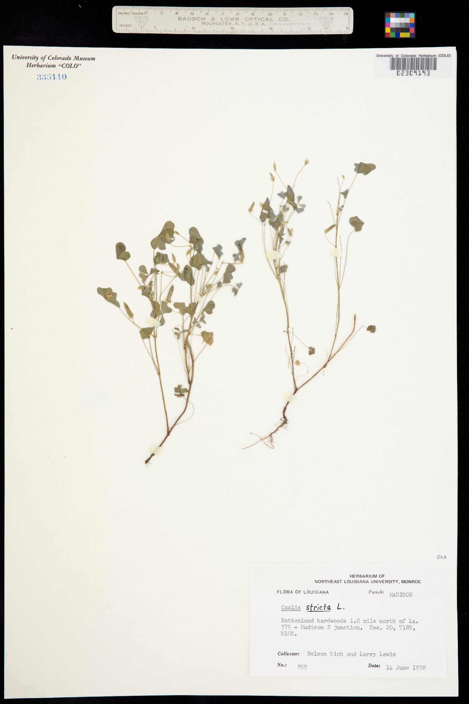 Oxalis stricta image