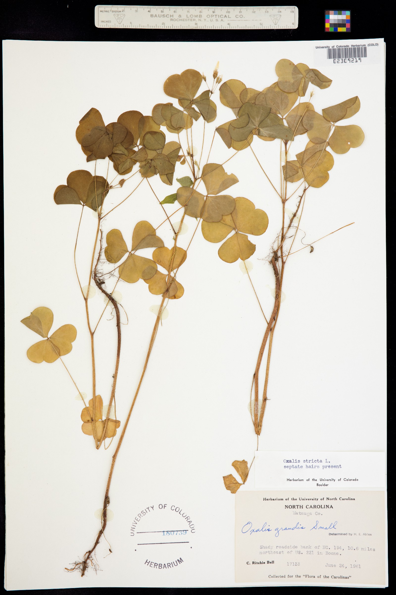 Oxalis stricta image