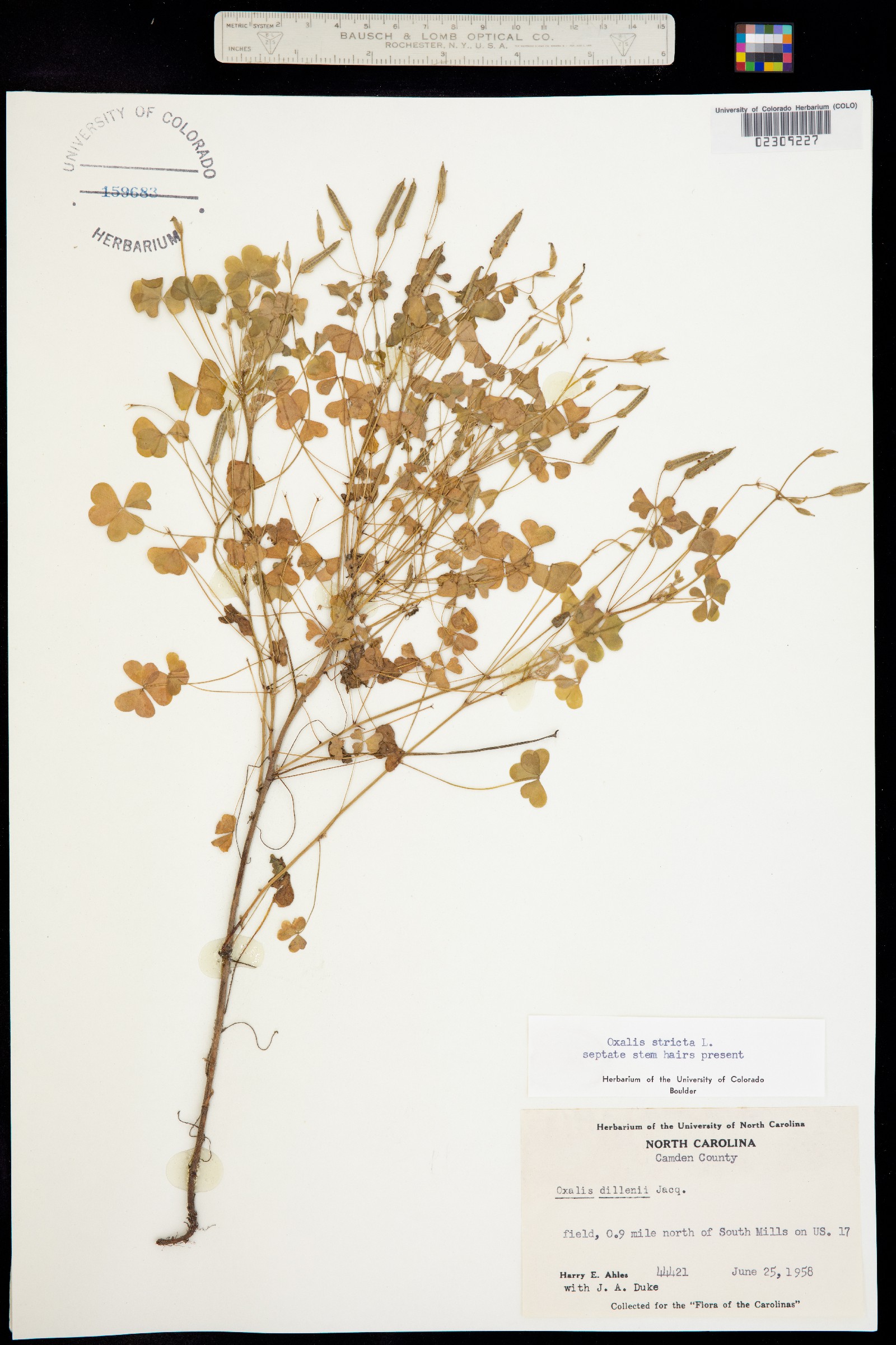Oxalidaceae image