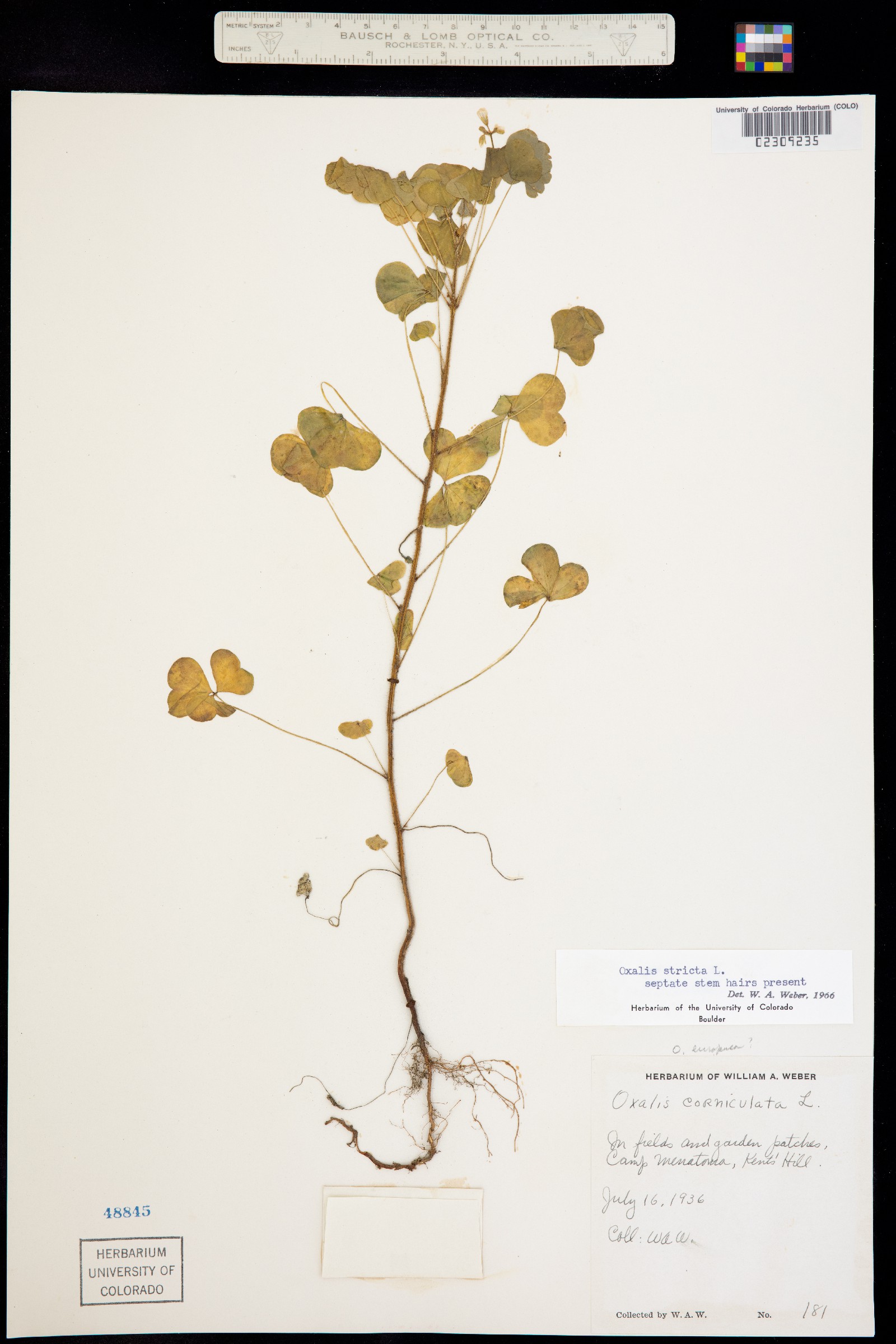 Oxalis stricta image