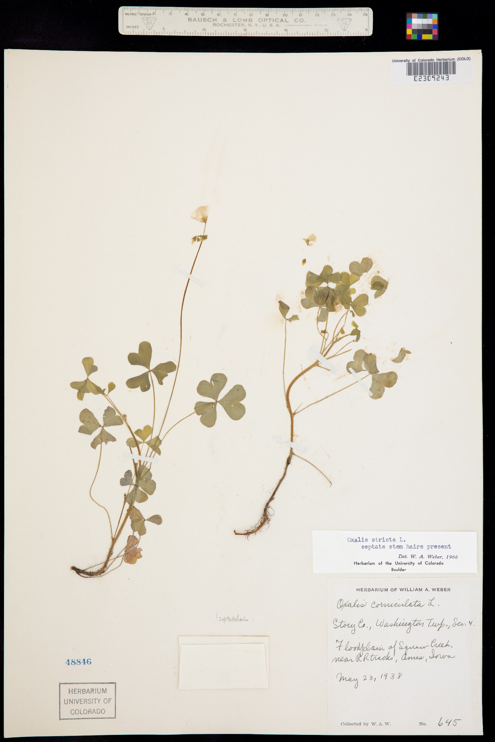 Oxalis stricta image