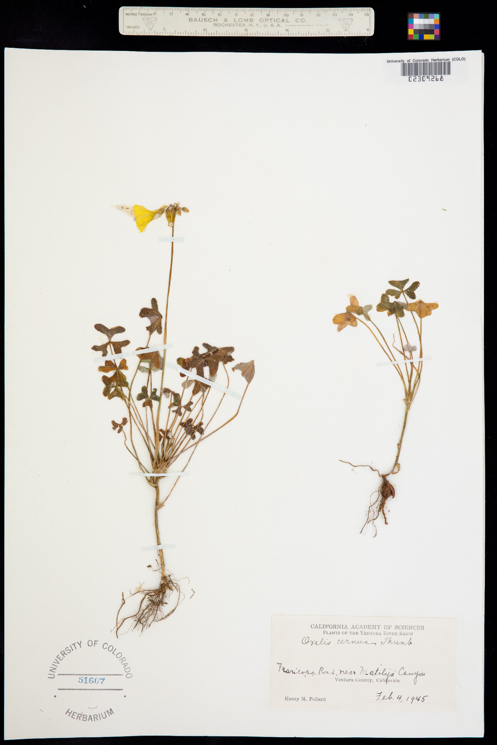 Oxalis pes-caprae image