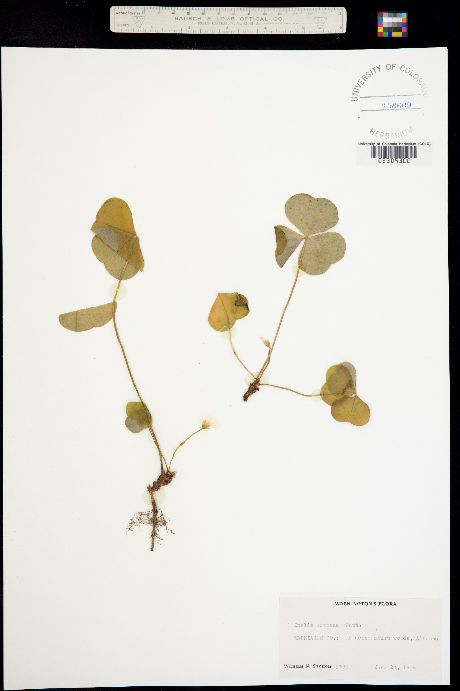 Oxalis oregana image