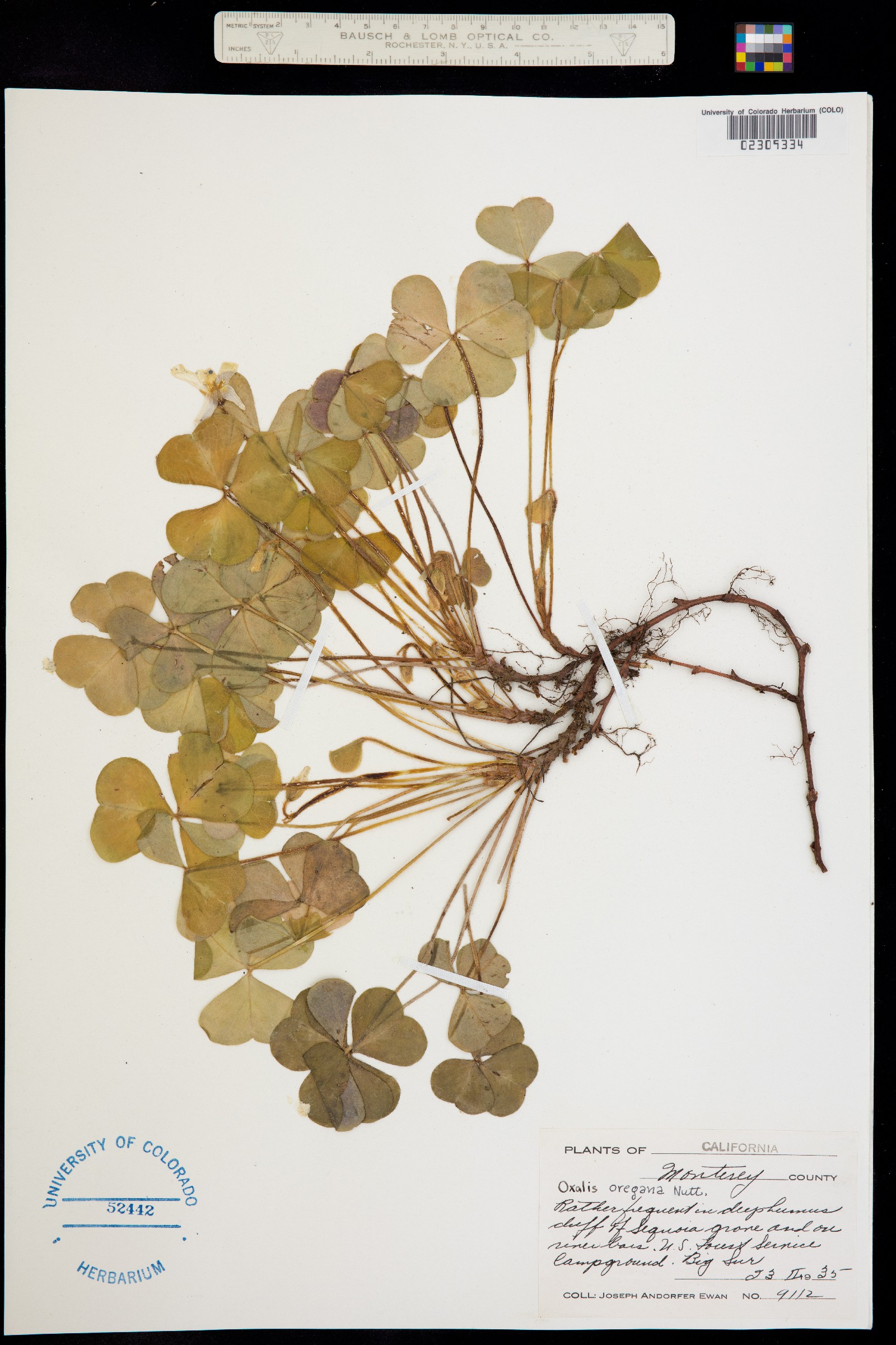 Oxalis oregana image