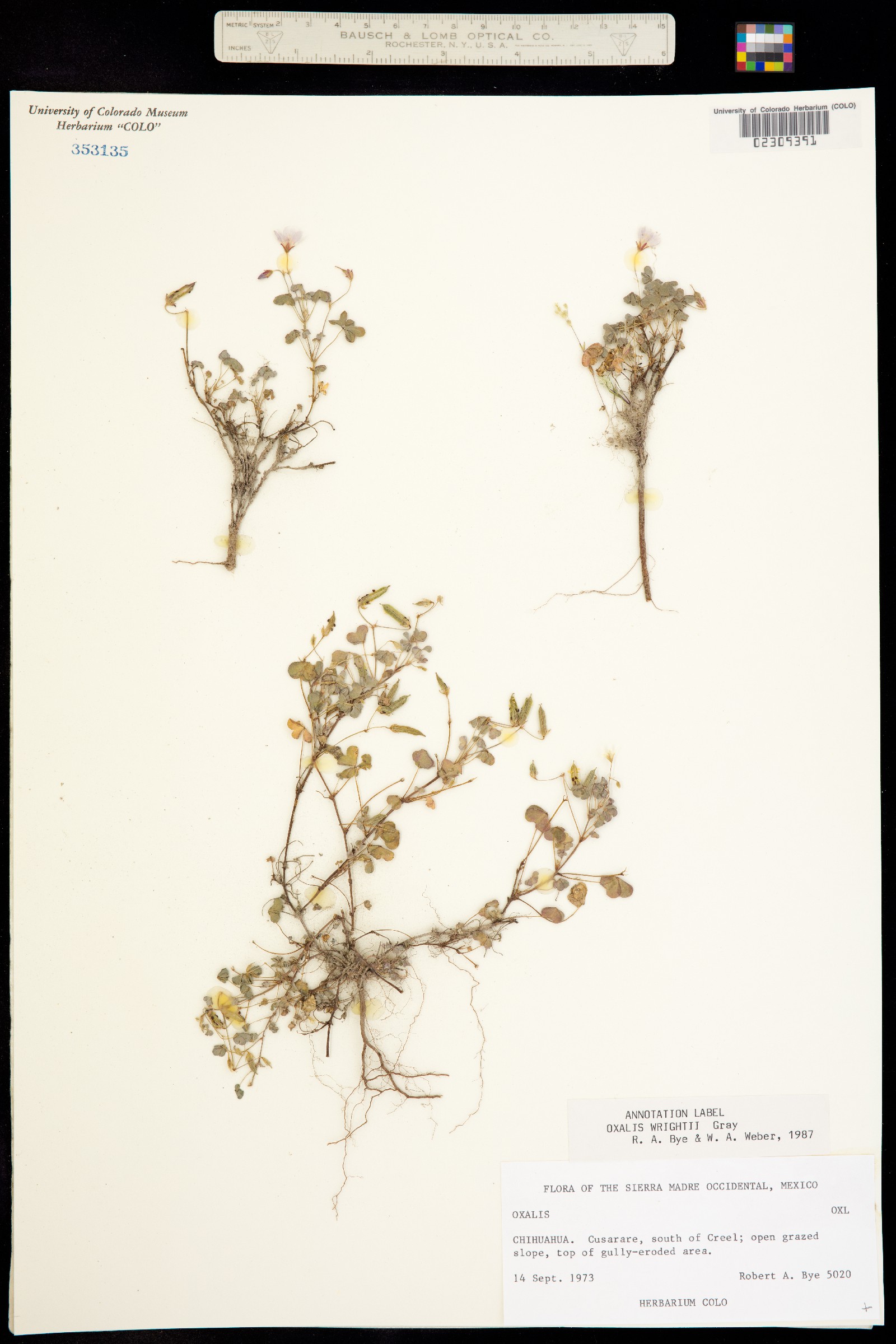 Oxalis albicans ssp. albicans image