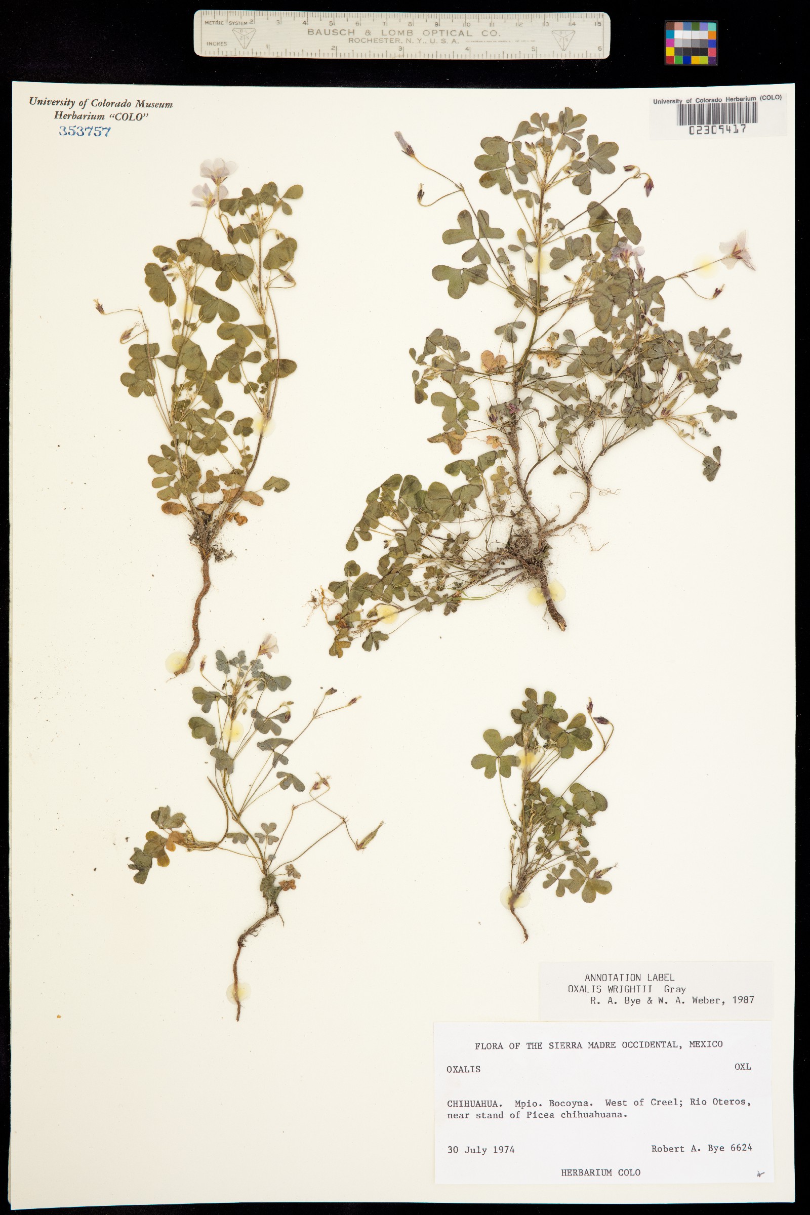 Oxalis image