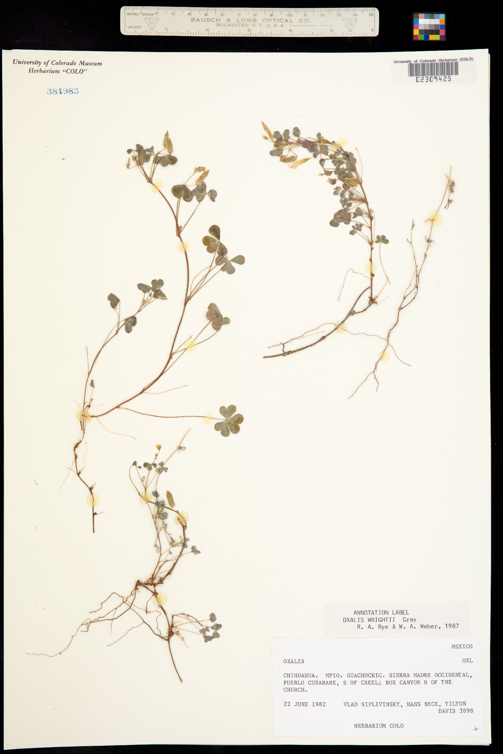 Oxalis albicans image