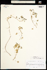 Oxalis albicans image