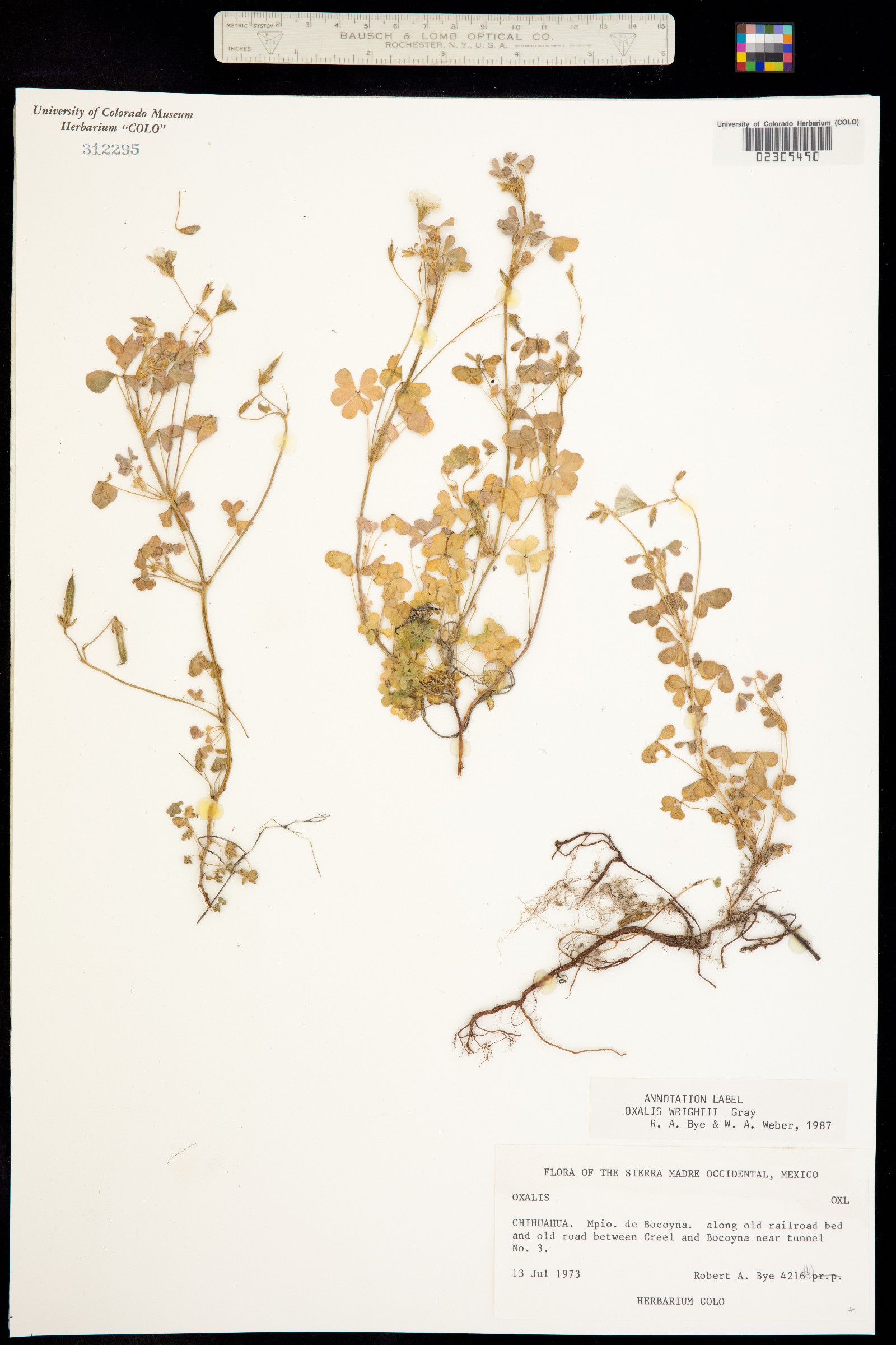 Oxalis albicans ssp. albicans image