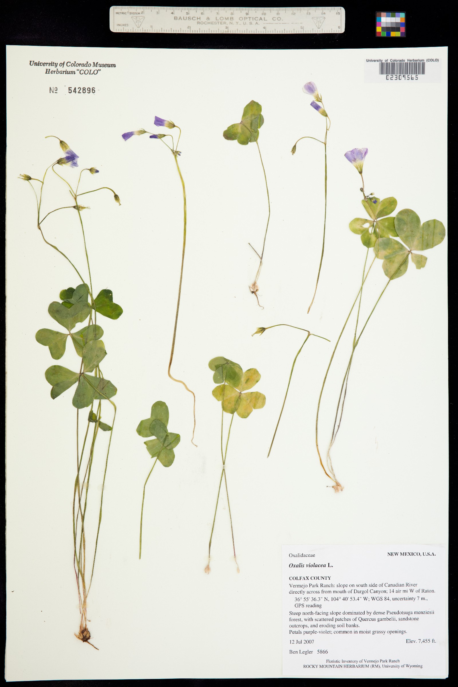 Oxalis violacea image