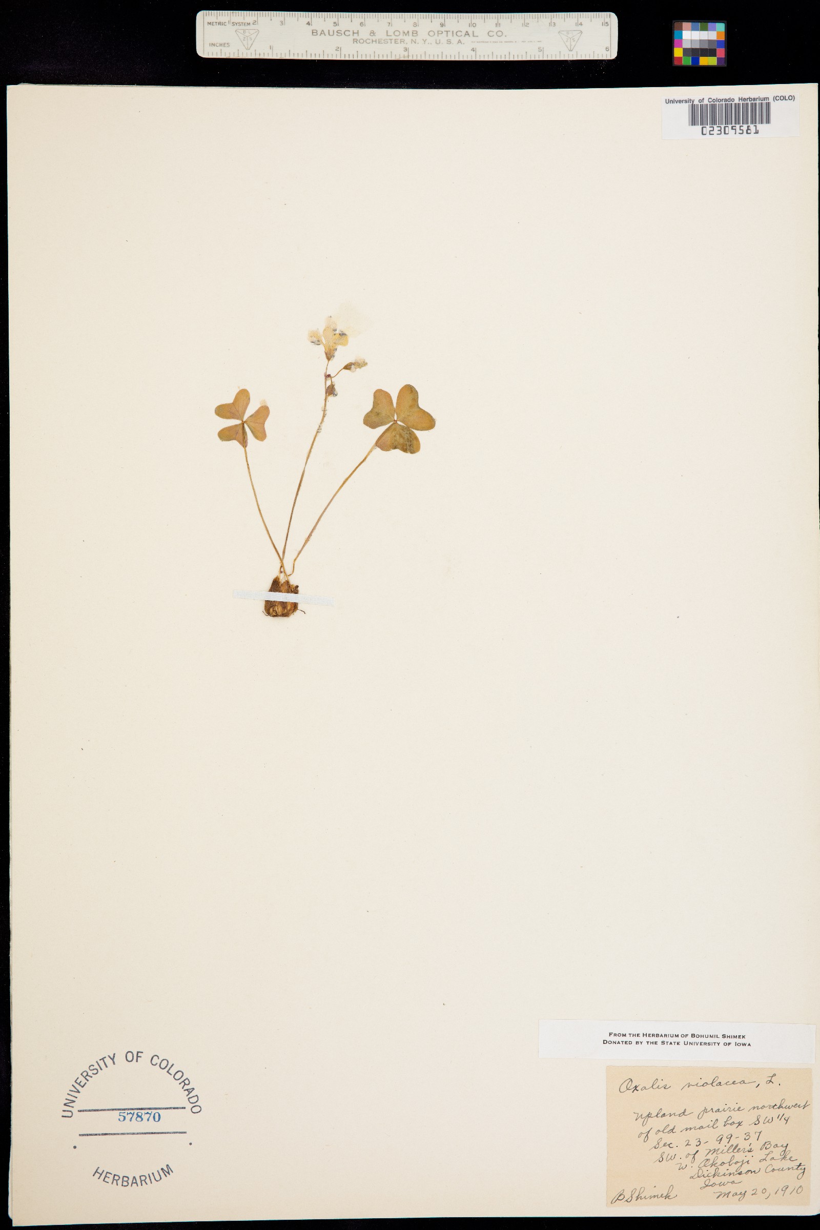 Oxalis violacea image