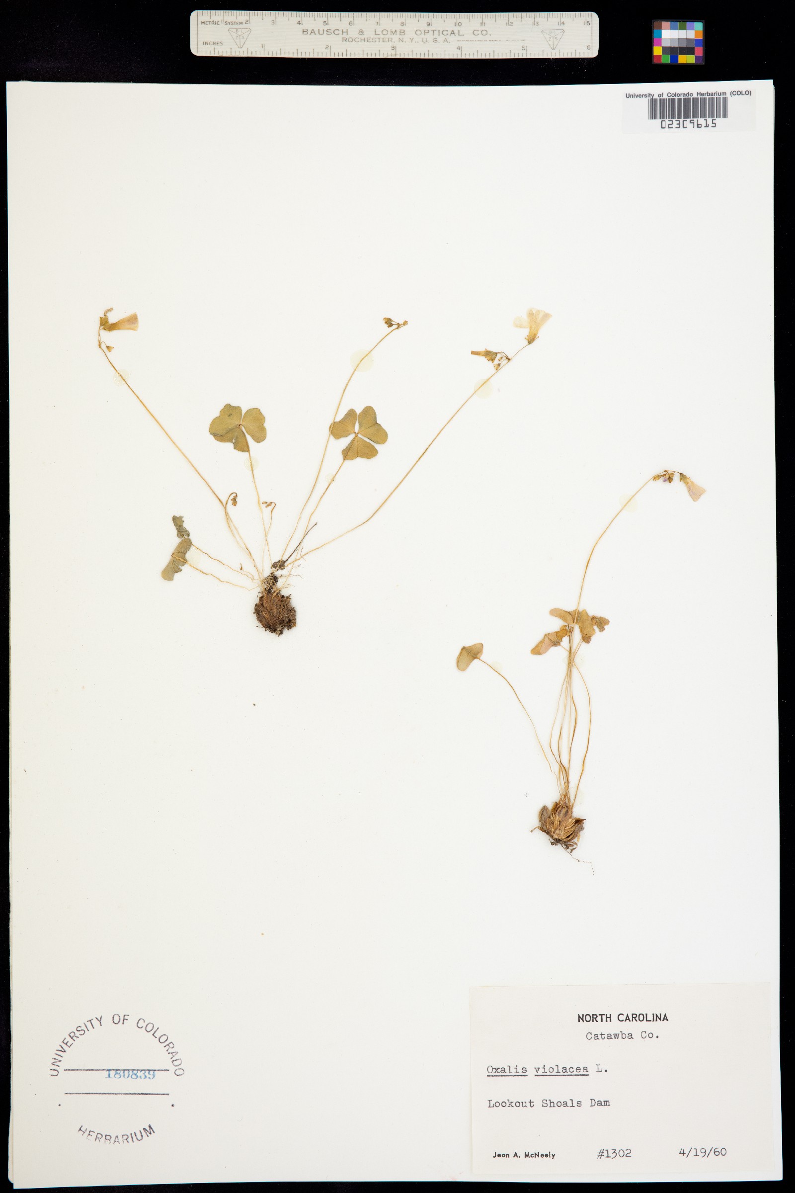 Oxalis violacea image