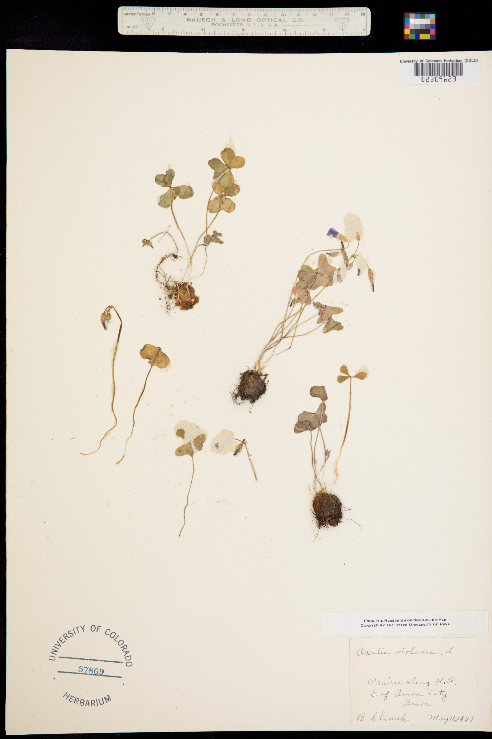 Oxalis violacea image