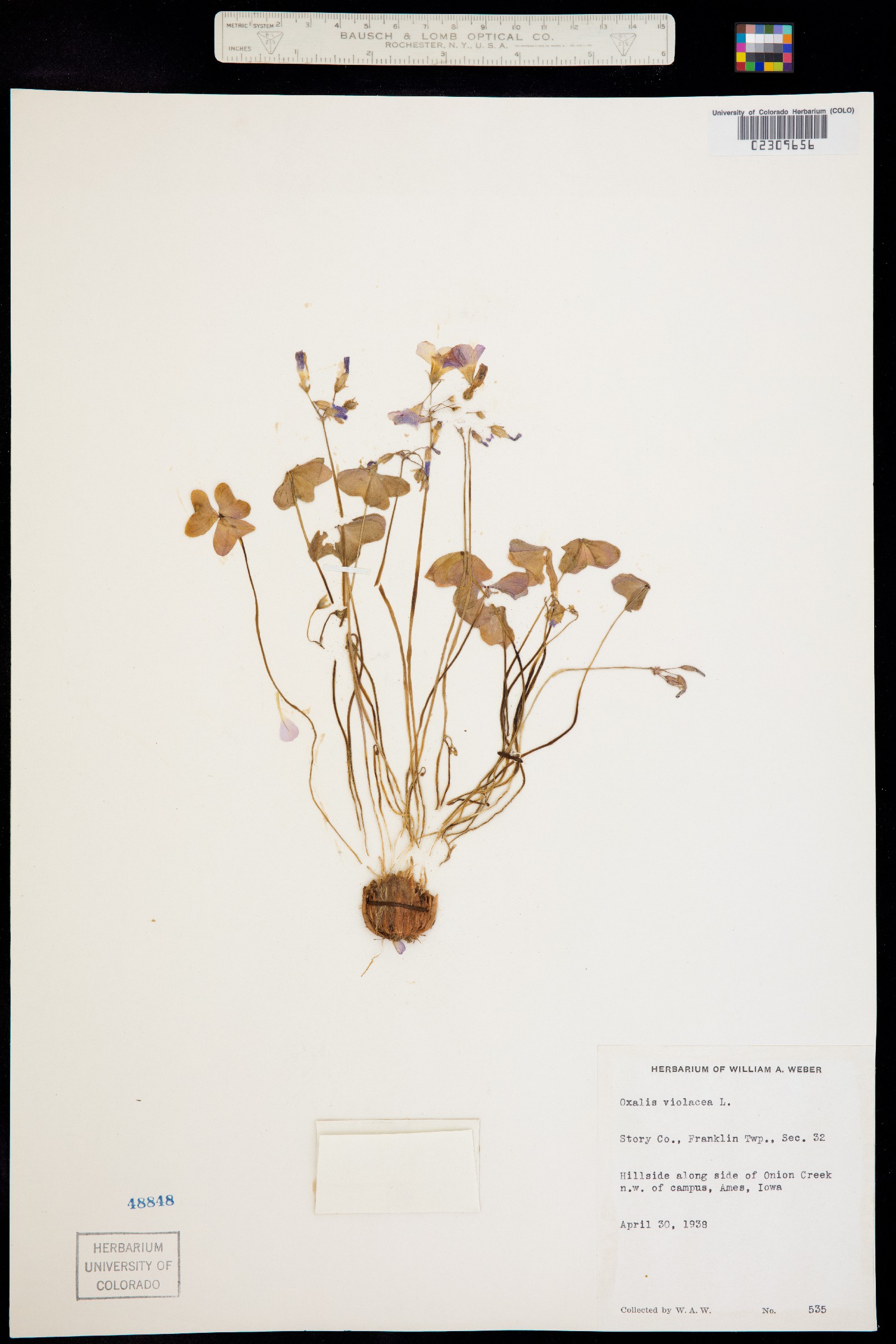 Oxalis violacea image