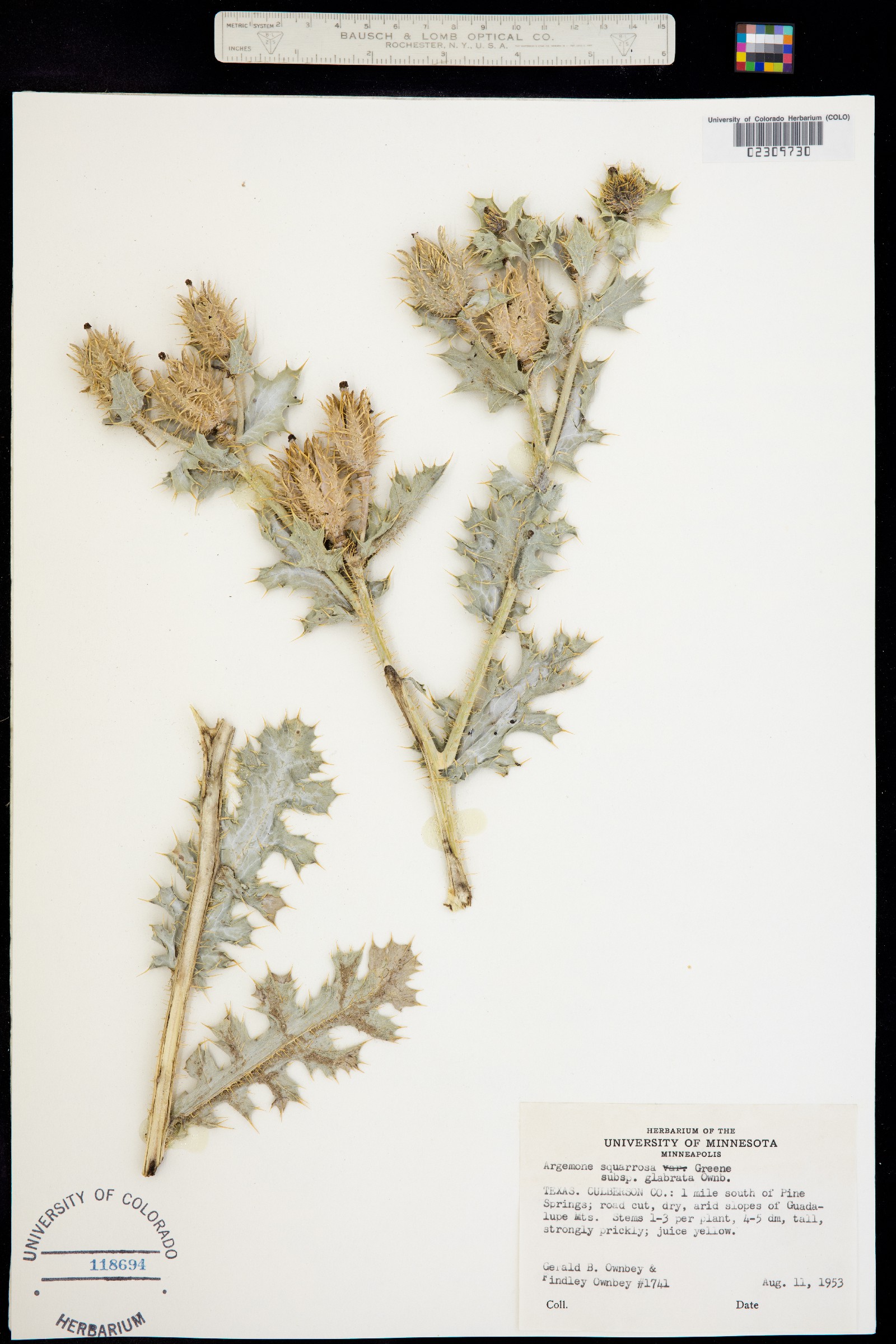 Argemone squarrosa image