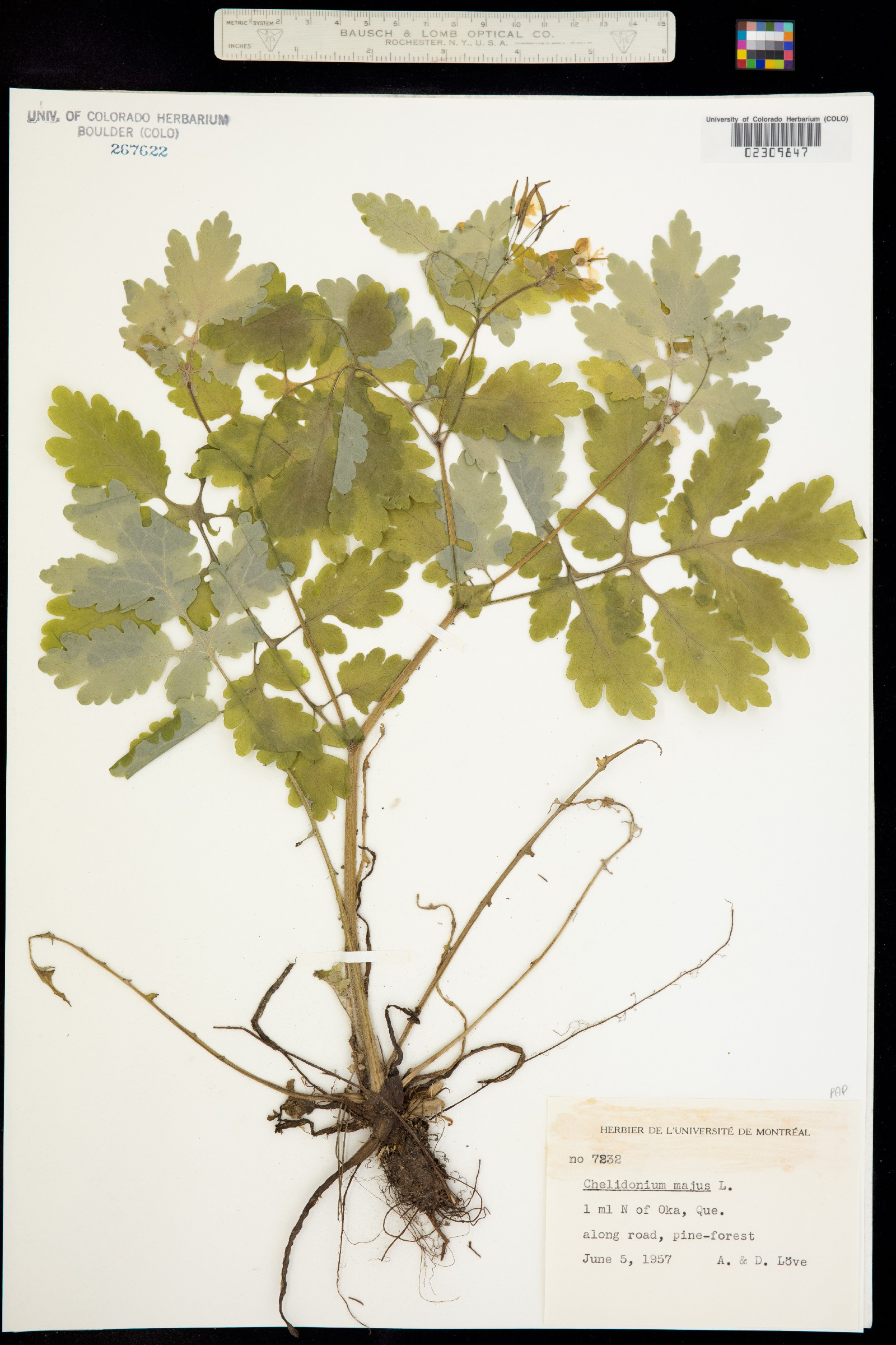 Chelidonium majus image