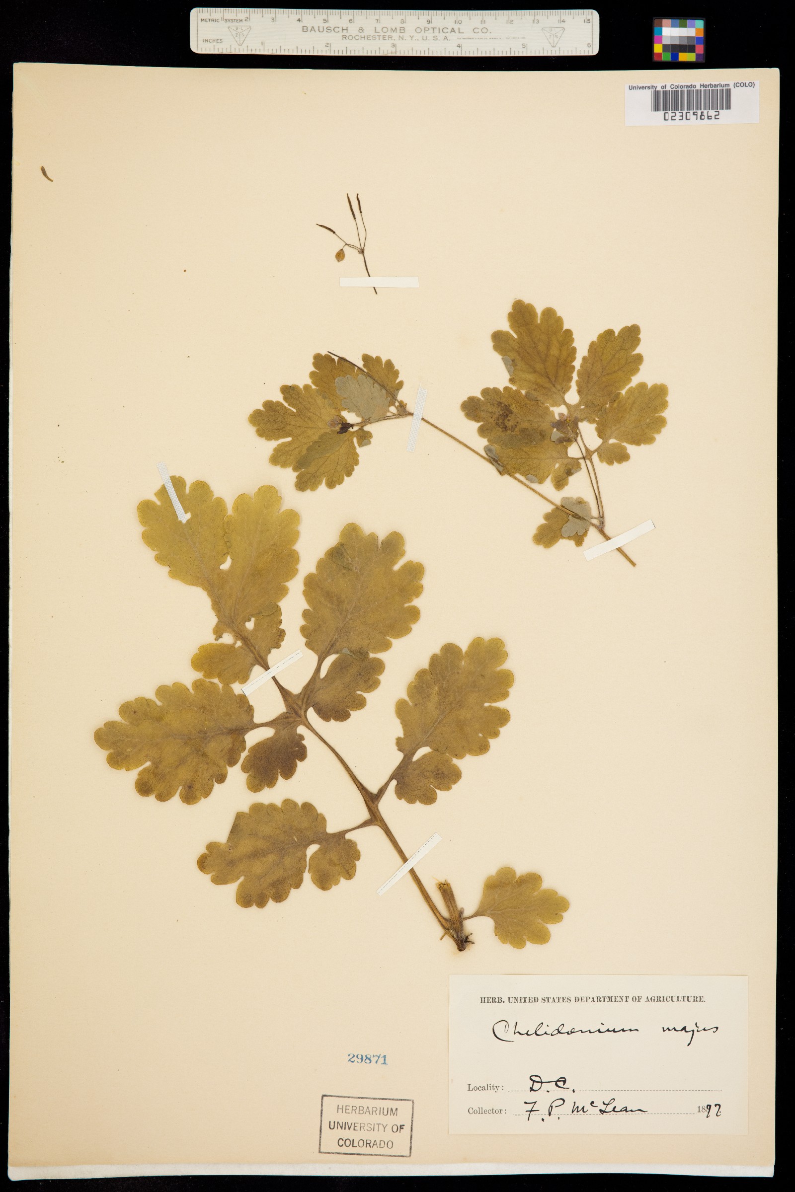 Chelidonium majus image